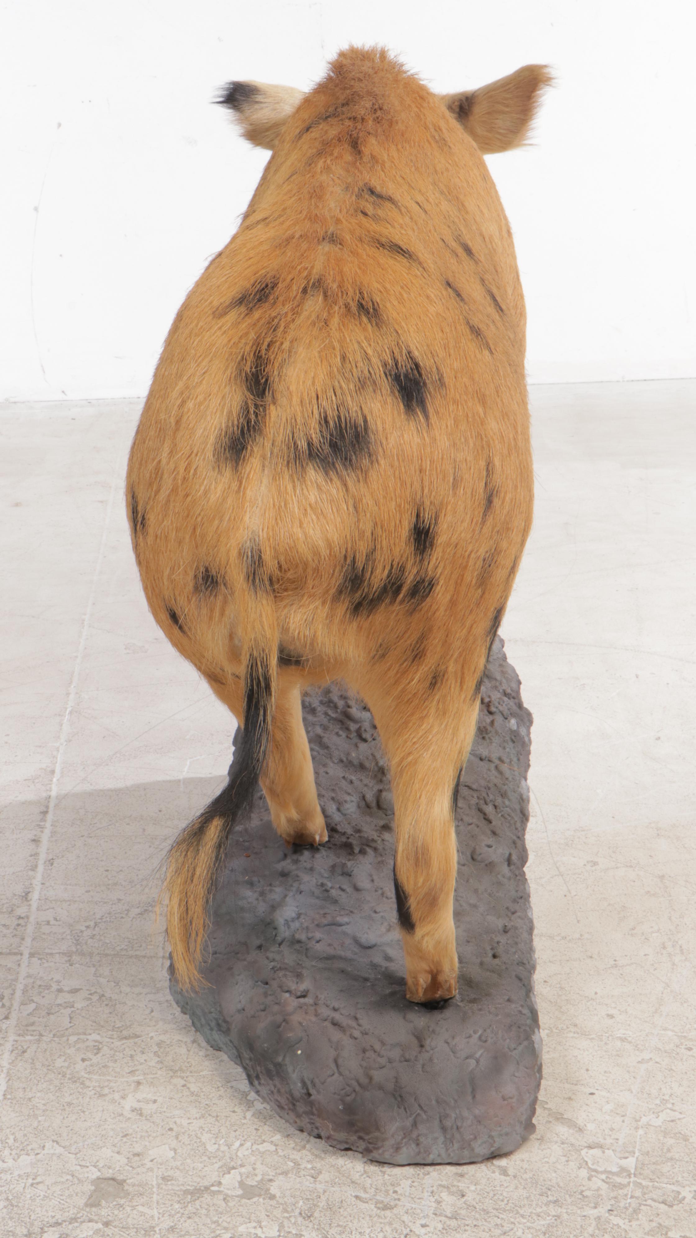 Taxidermy Spotted Feral Pig Full Body Mount