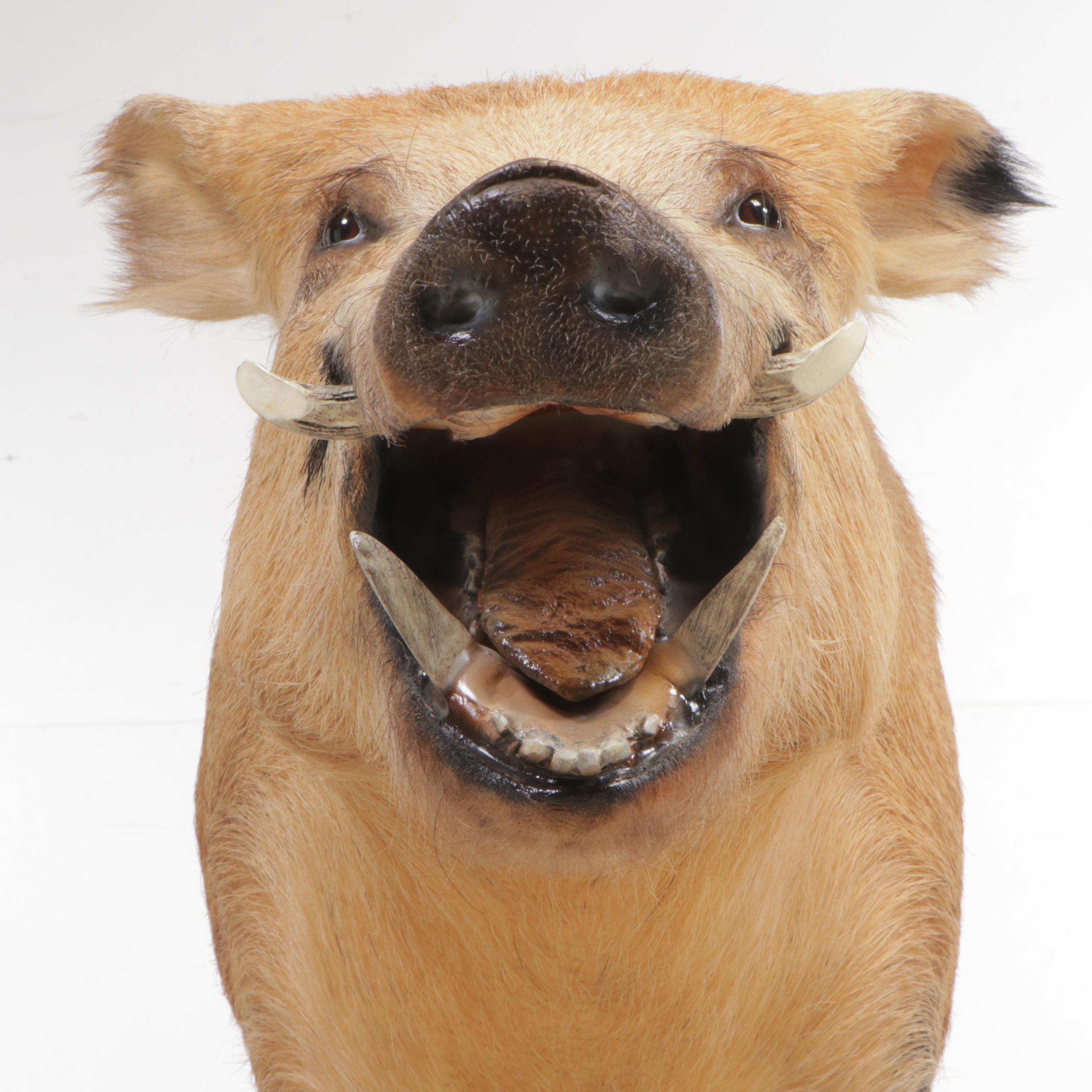 Taxidermy Spotted Feral Pig Full Body Mount