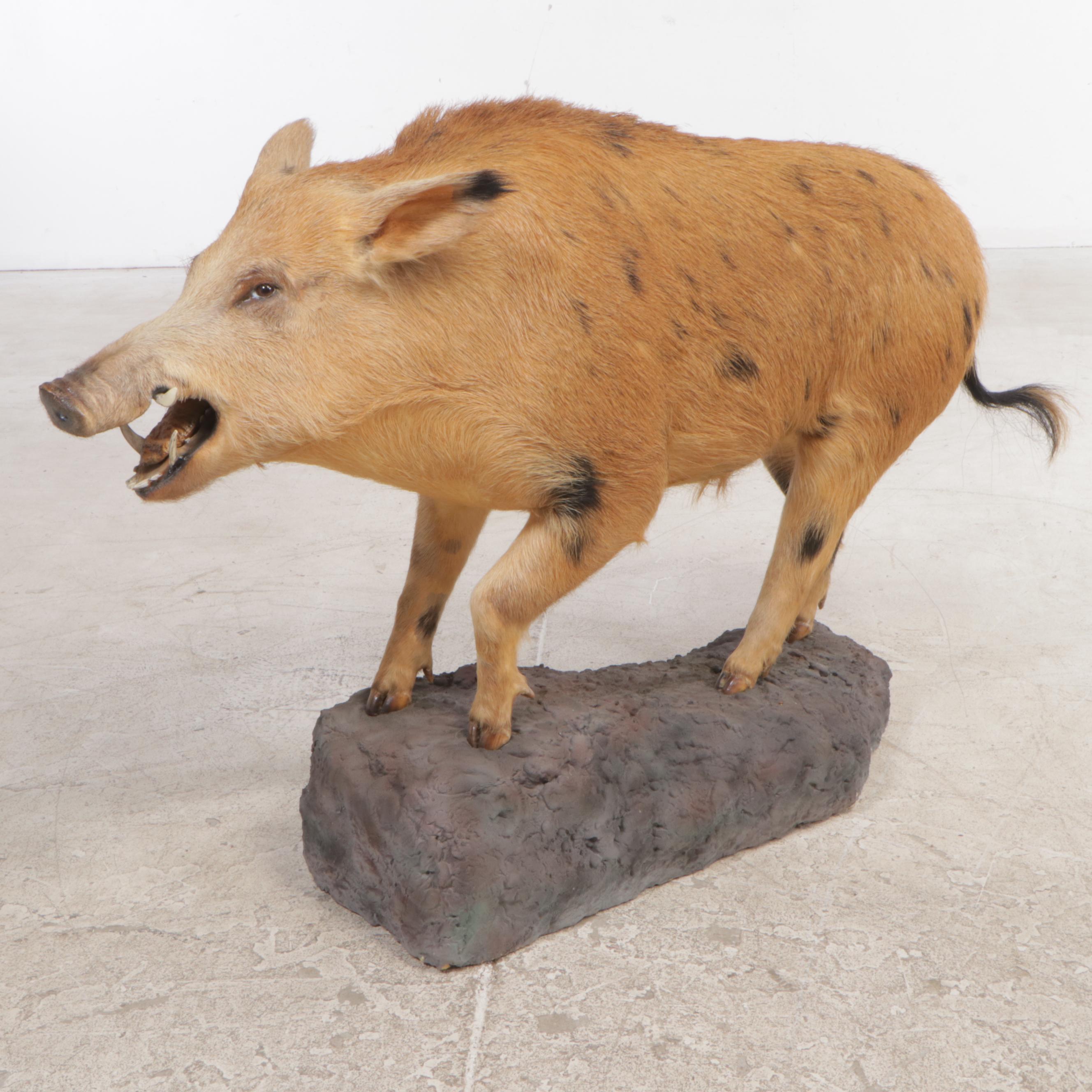 Taxidermy Spotted Feral Pig Full Body Mount
