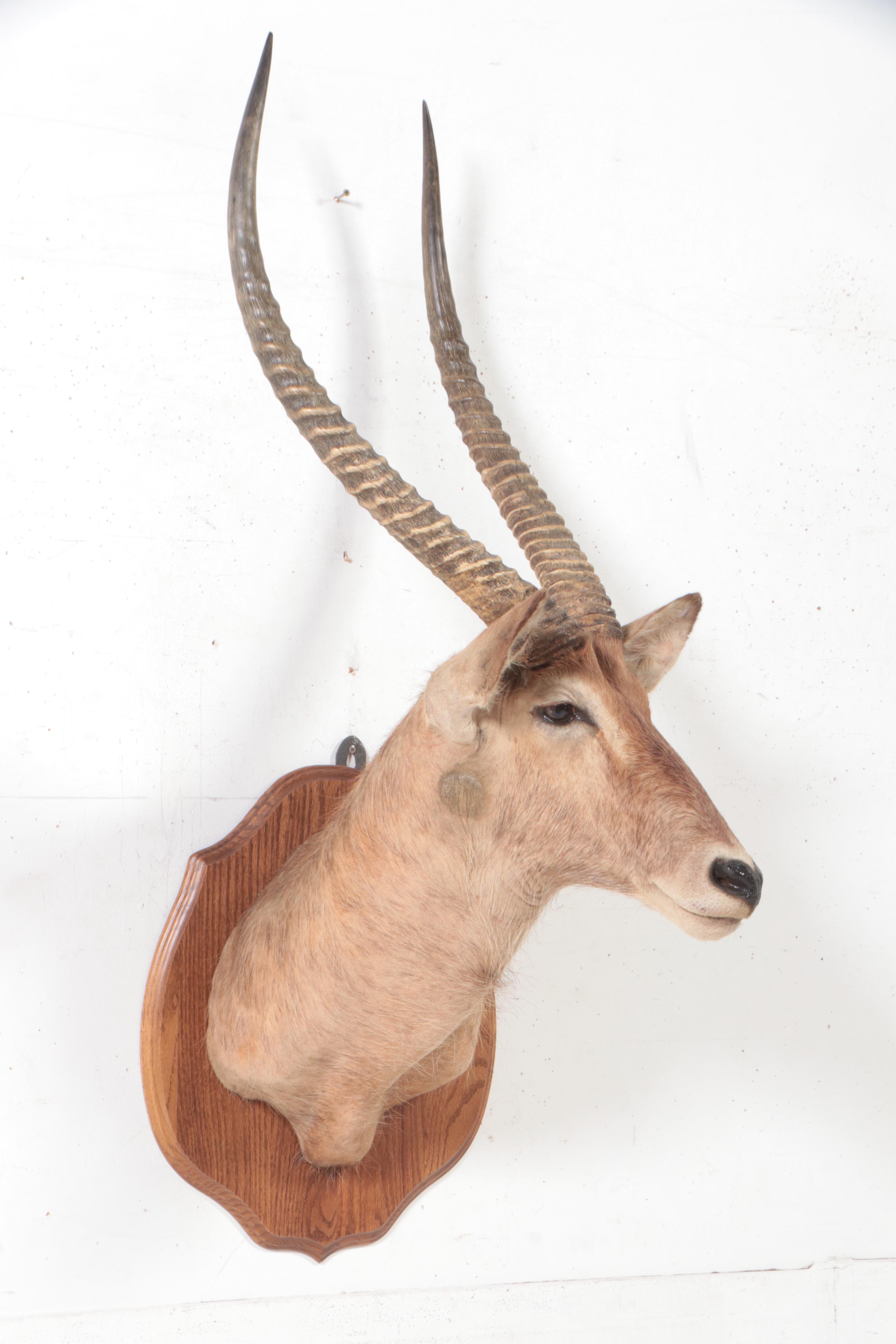 Taxidermy Waterbuck Shoulder Mount