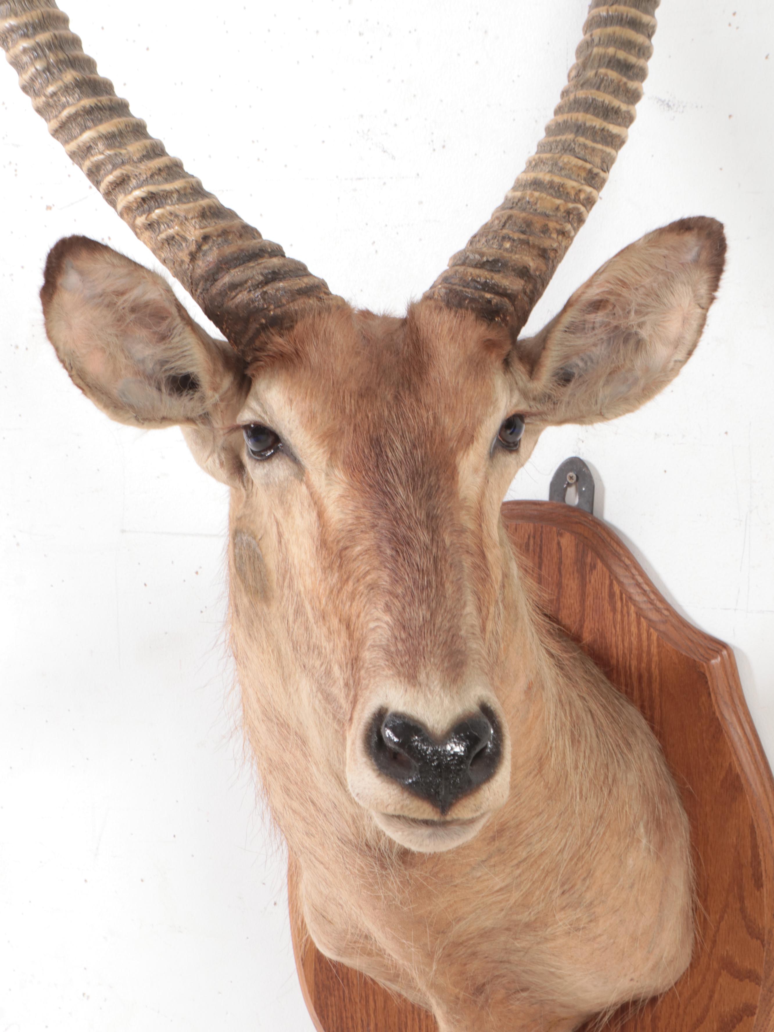 Taxidermy Waterbuck Shoulder Mount