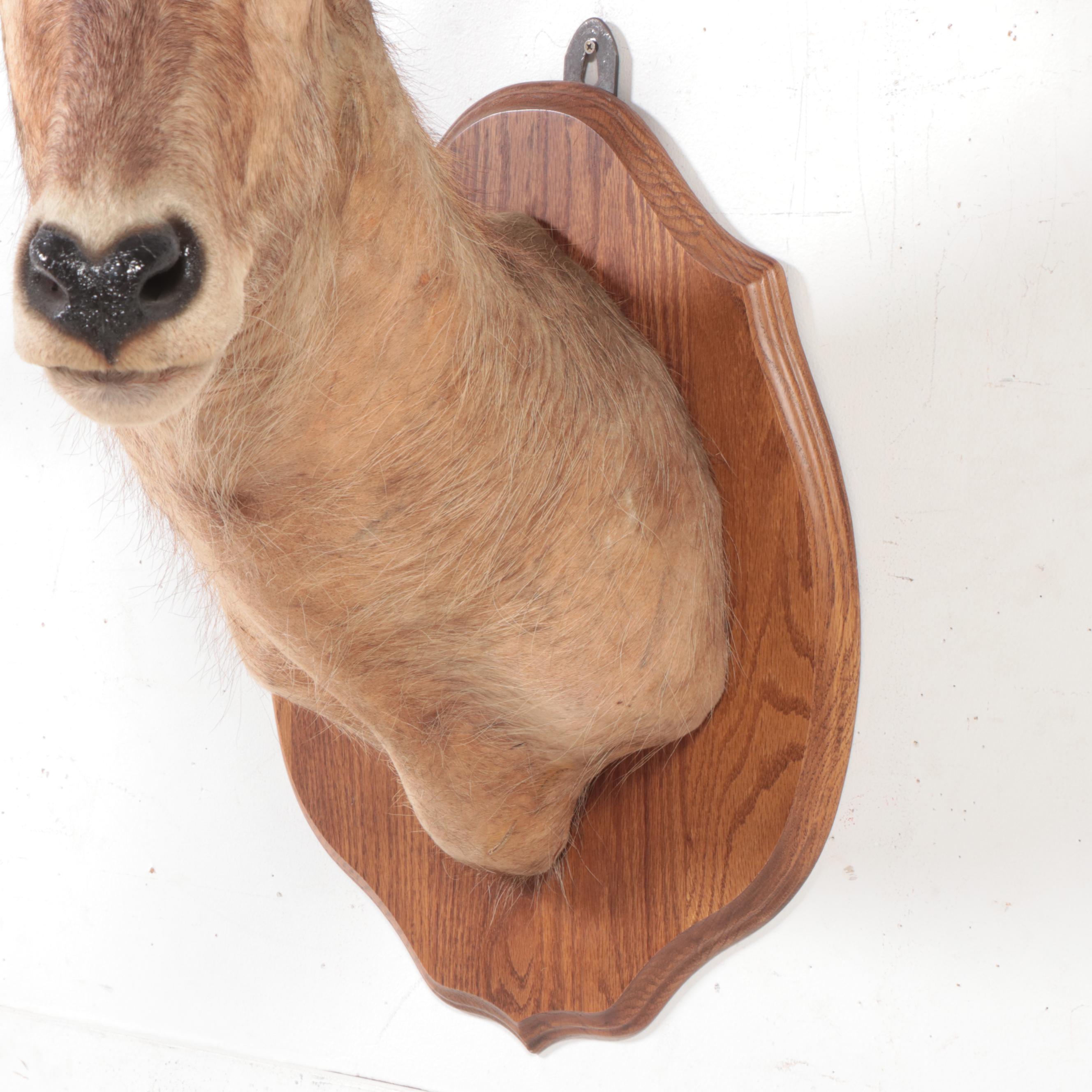 Taxidermy Waterbuck Shoulder Mount