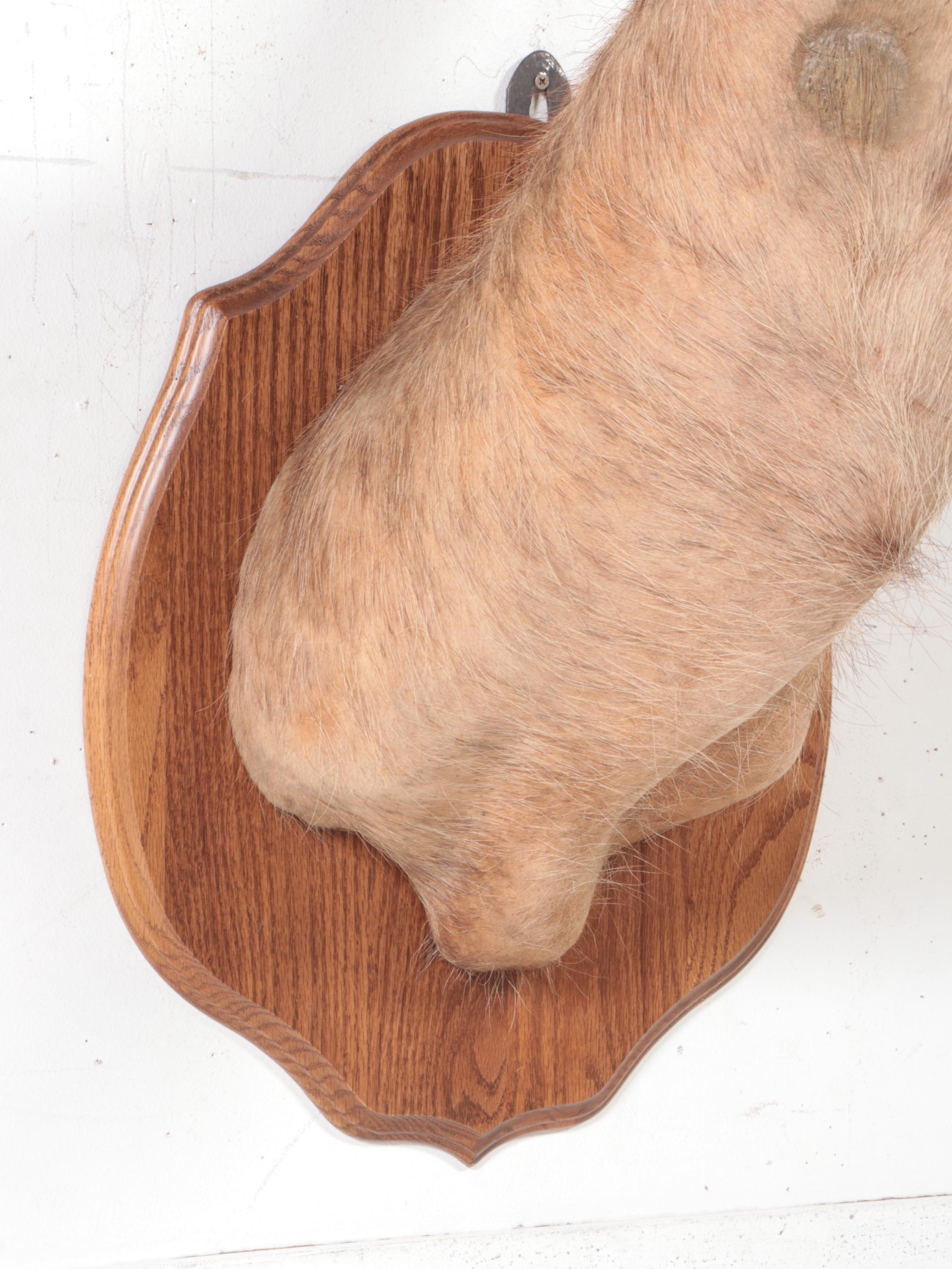 Taxidermy Waterbuck Shoulder Mount