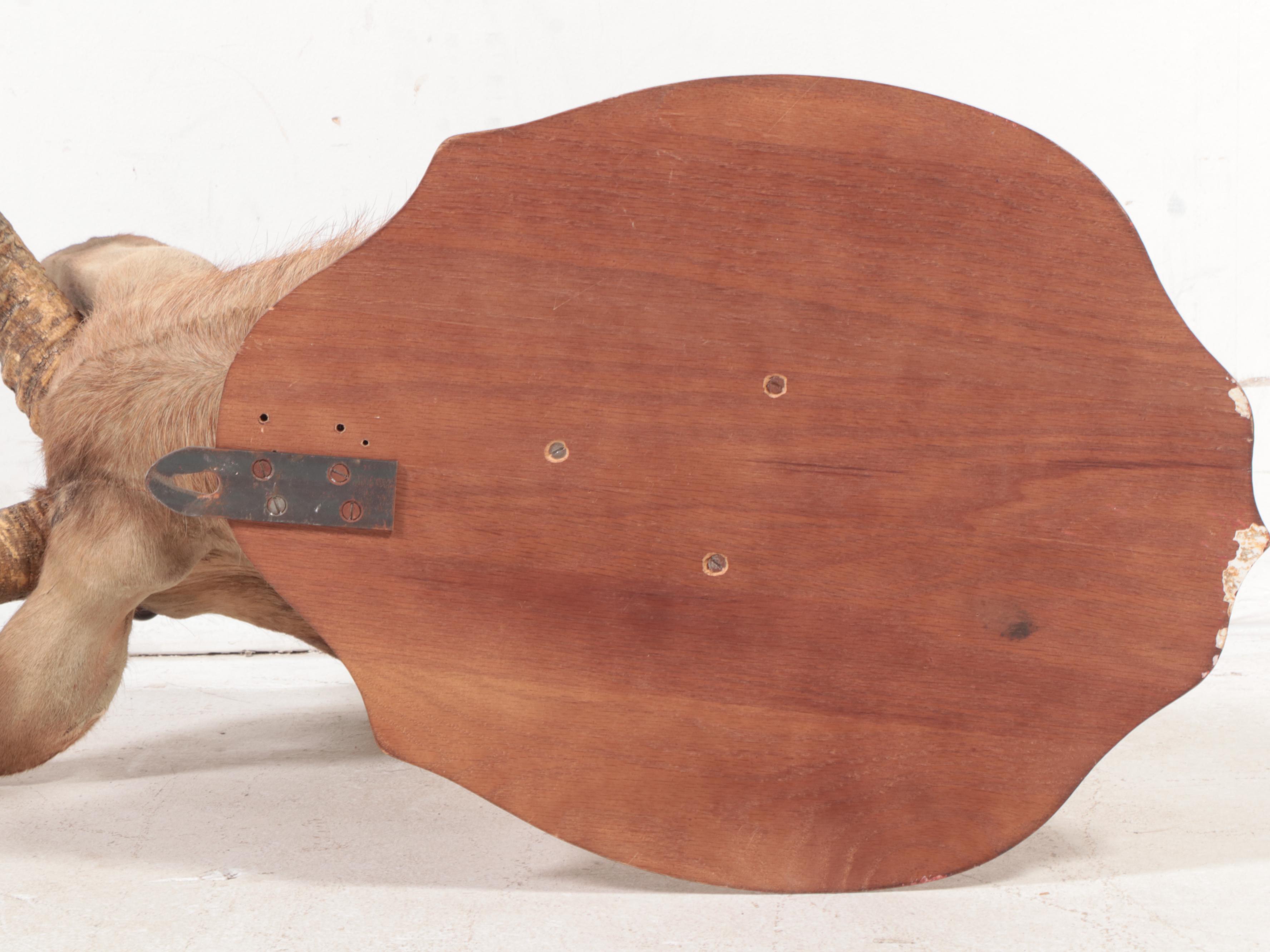 Taxidermy Waterbuck Shoulder Mount