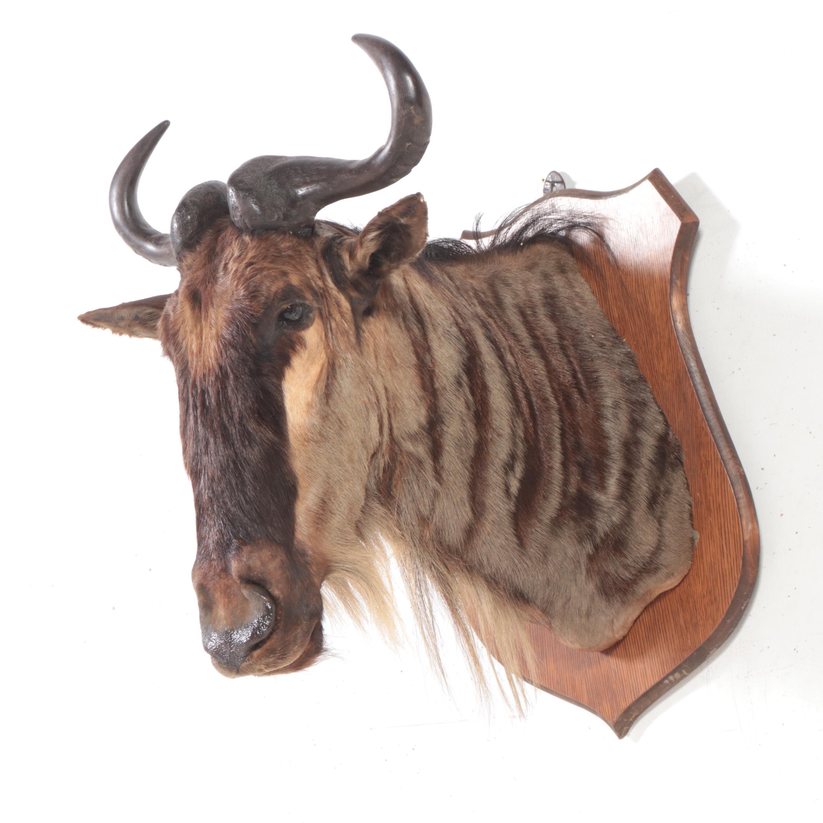 Taxidermy Blue Wildebeest Shoulder Mount