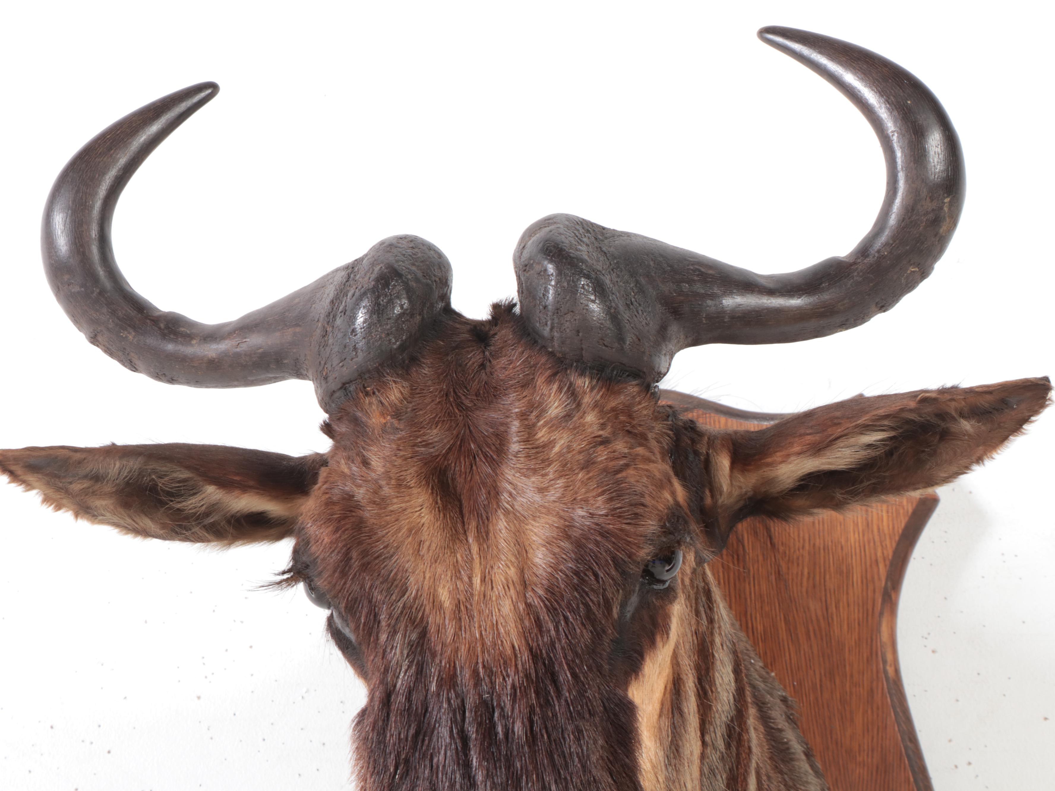 Taxidermy Blue Wildebeest Shoulder Mount