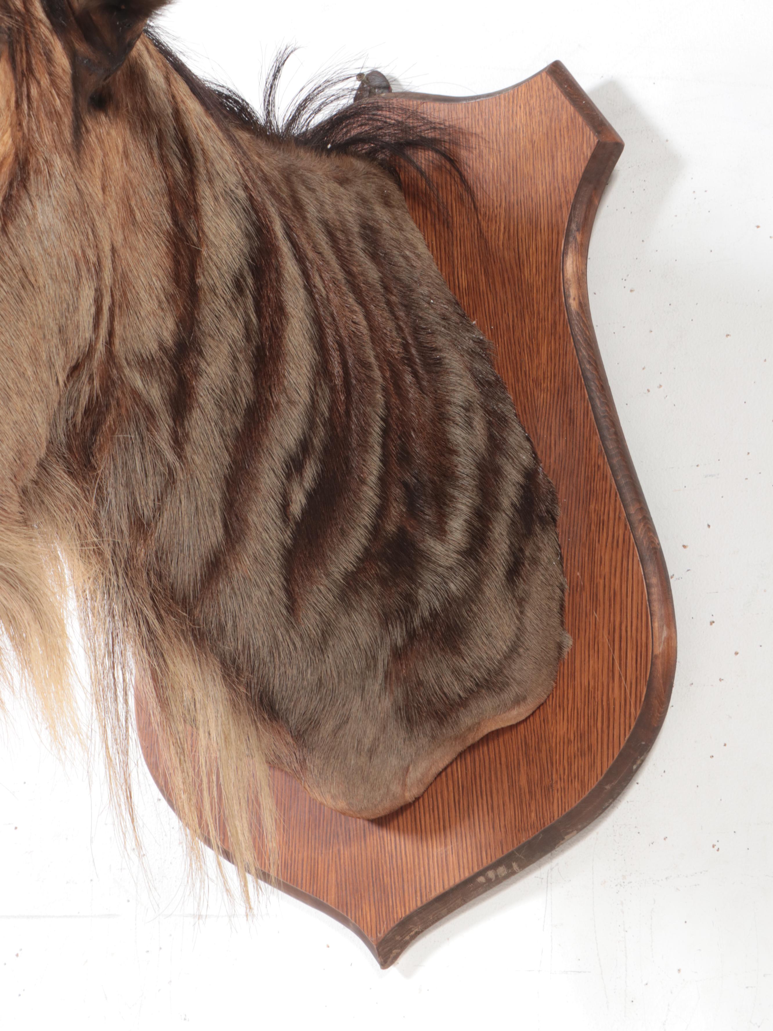 Taxidermy Blue Wildebeest Shoulder Mount