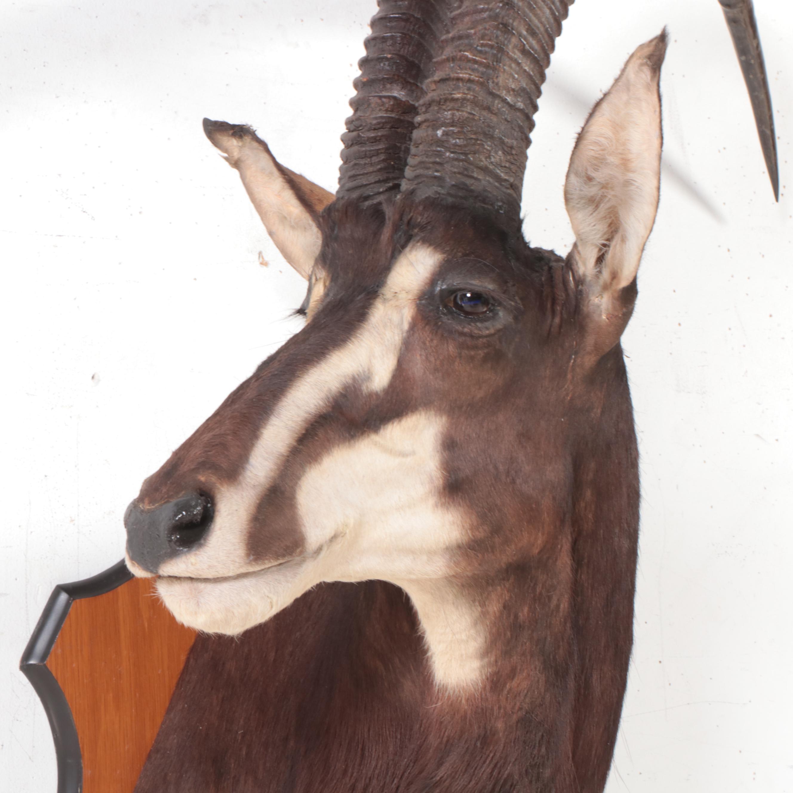 Taxidermy Sable Antelope Shoulder Mount