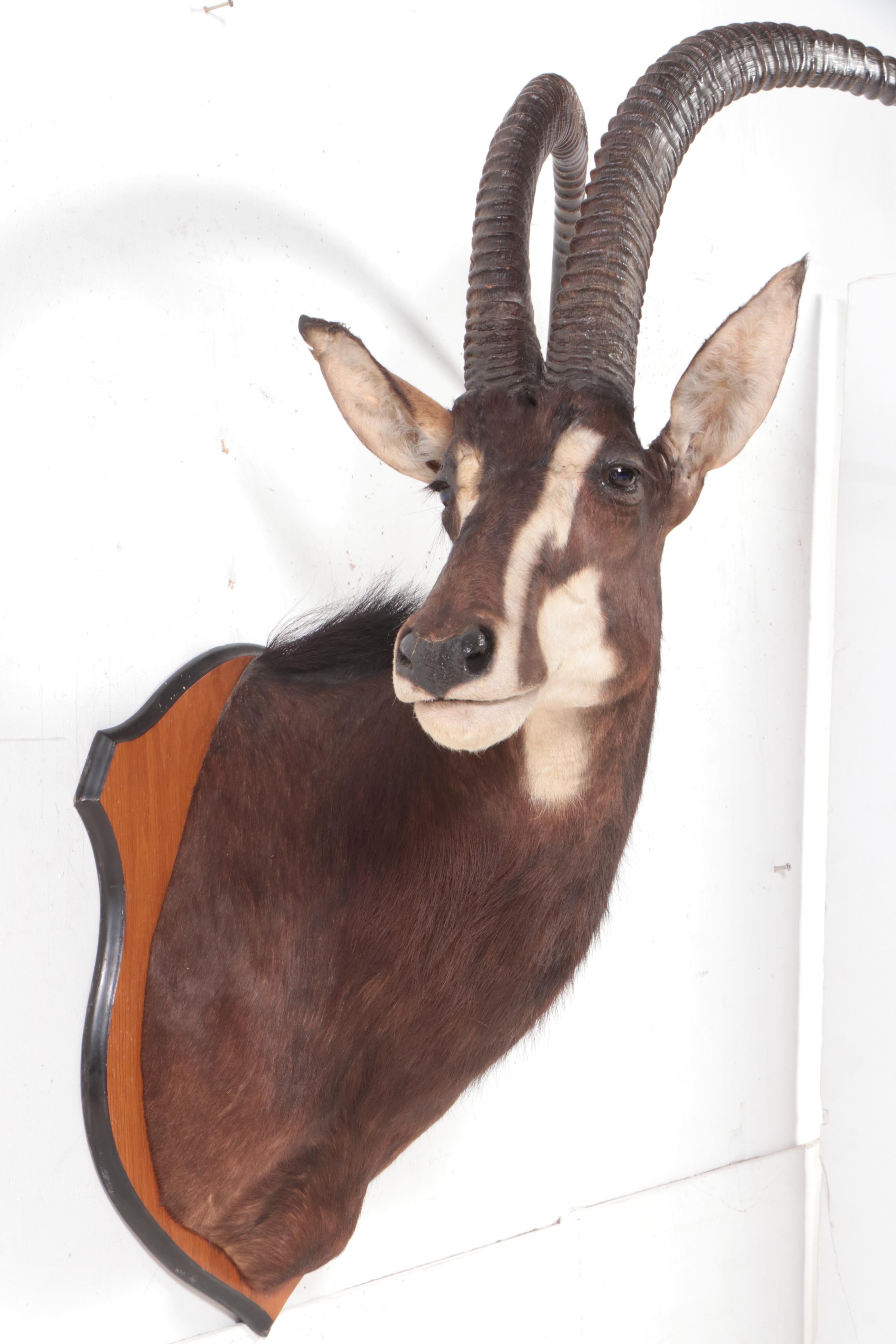 Taxidermy Sable Antelope Shoulder Mount