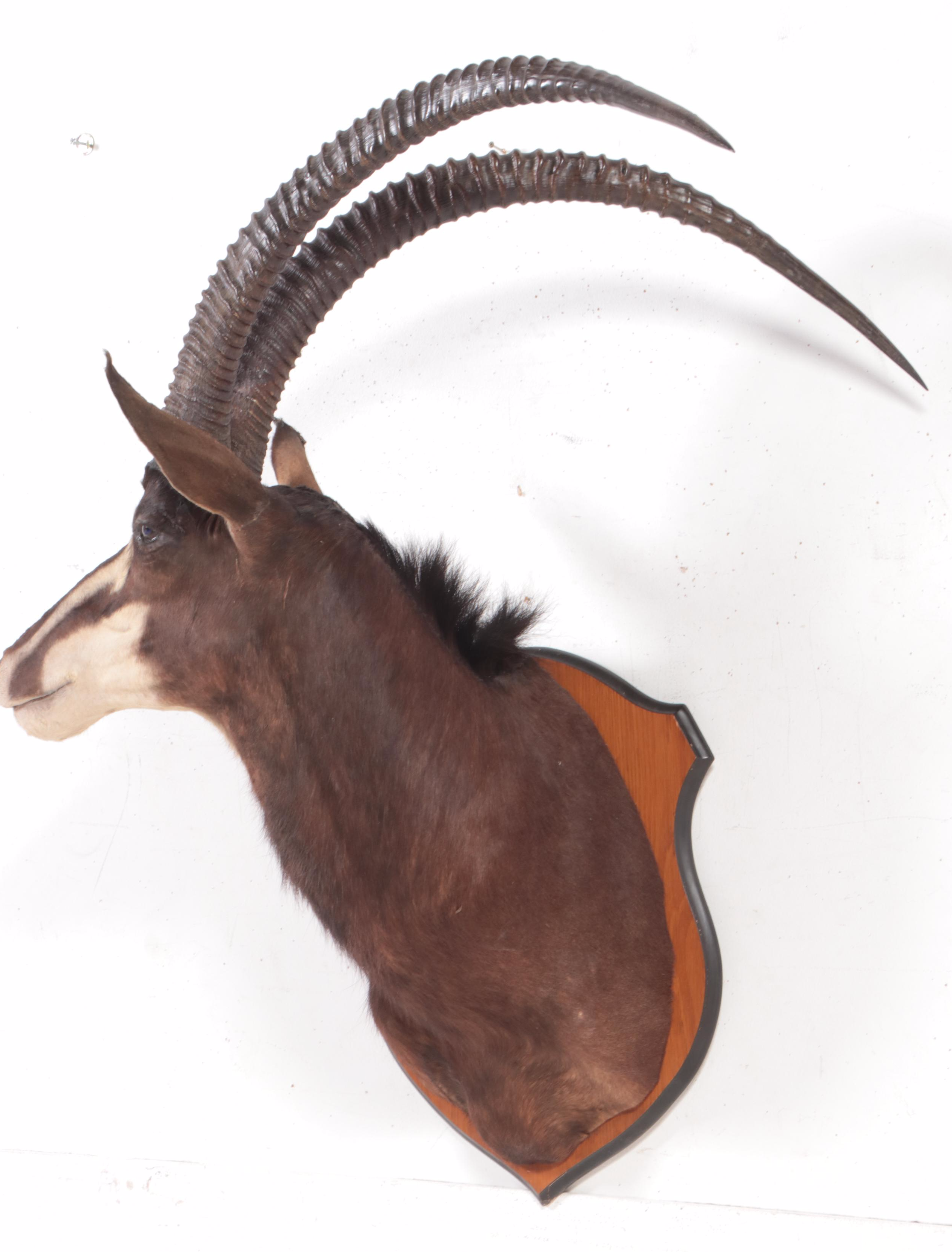 Taxidermy Sable Antelope Shoulder Mount