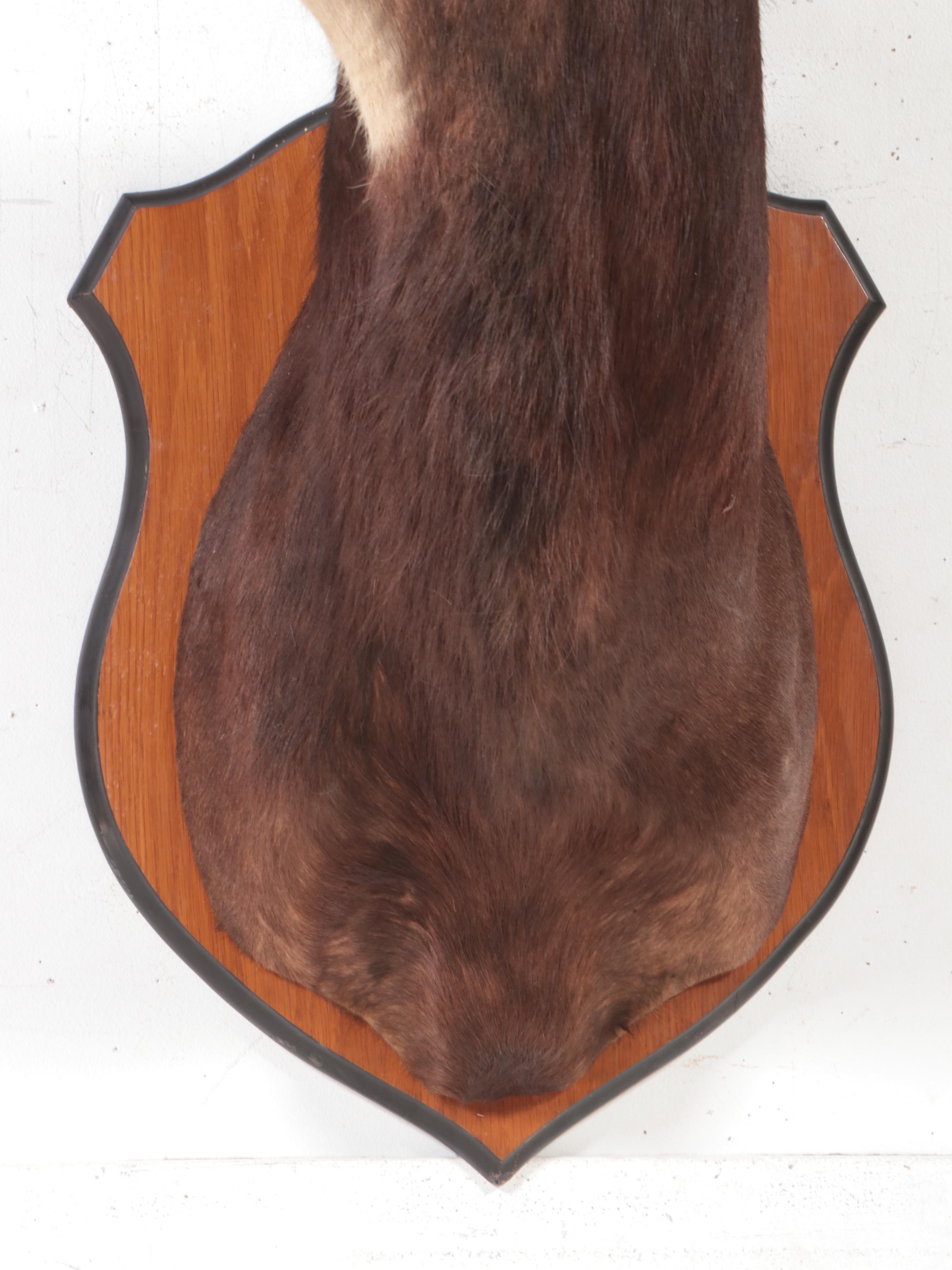 Taxidermy Sable Antelope Shoulder Mount