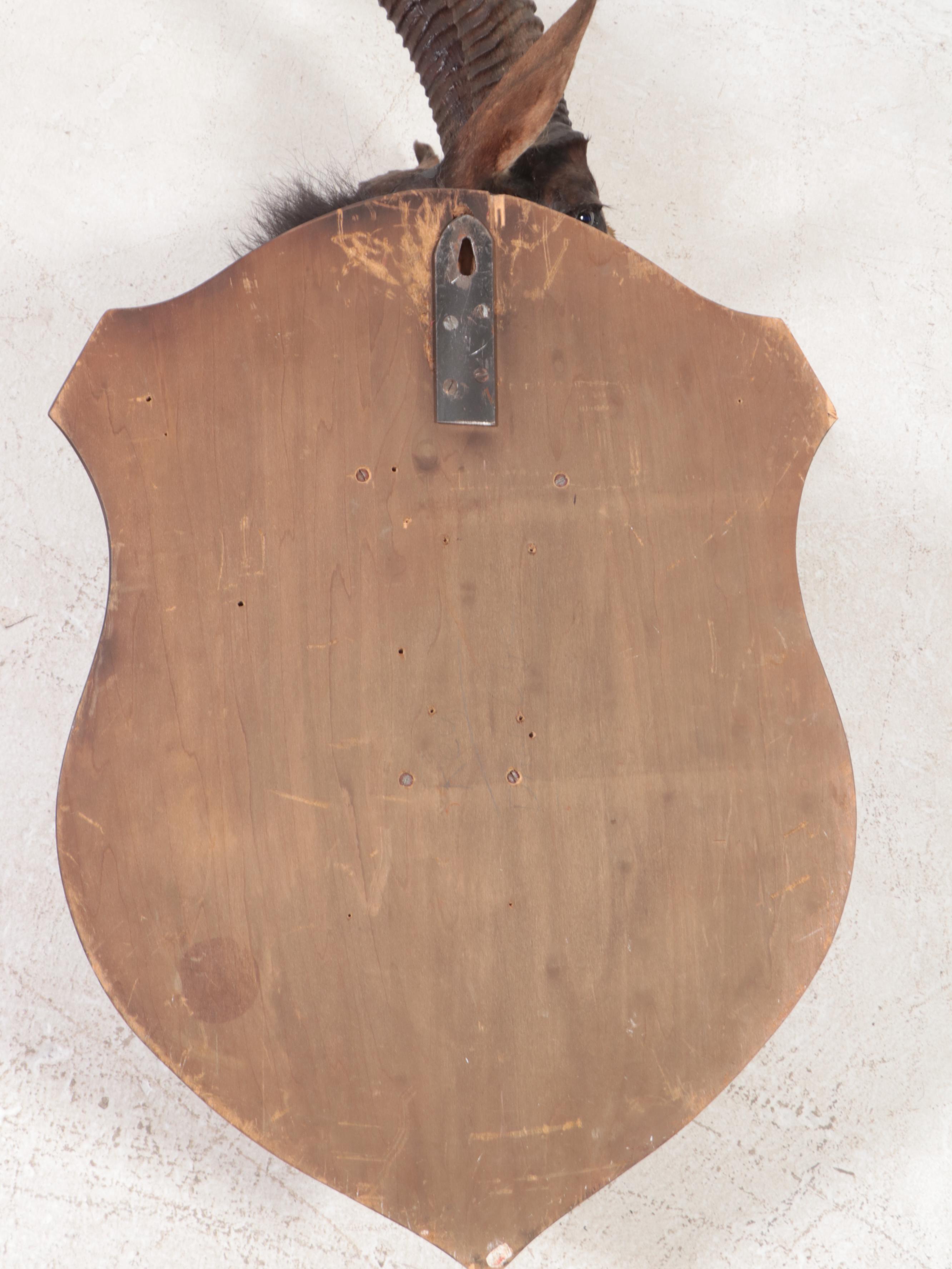 Taxidermy Sable Antelope Shoulder Mount