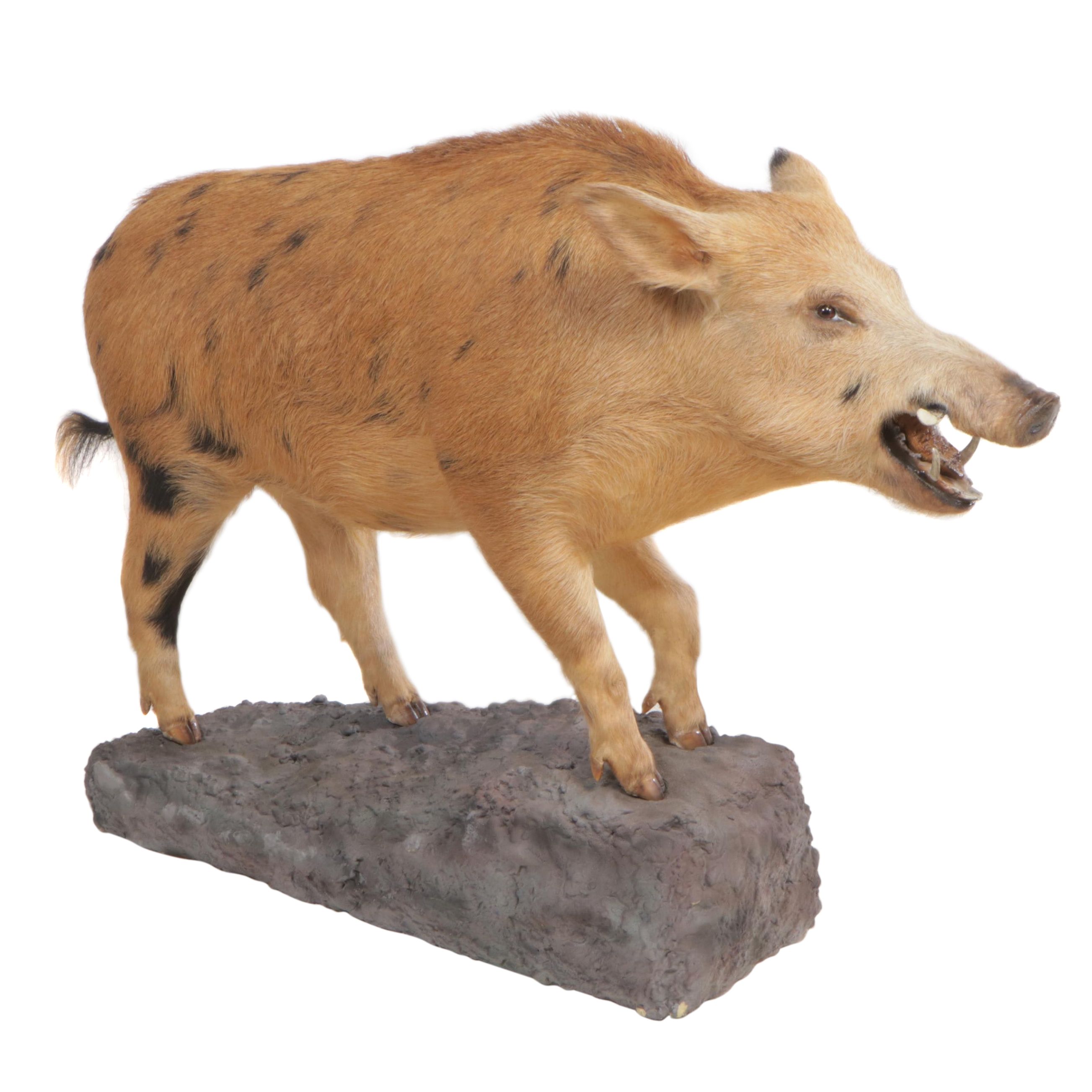 Taxidermy Spotted Feral Pig Full Body Mount
