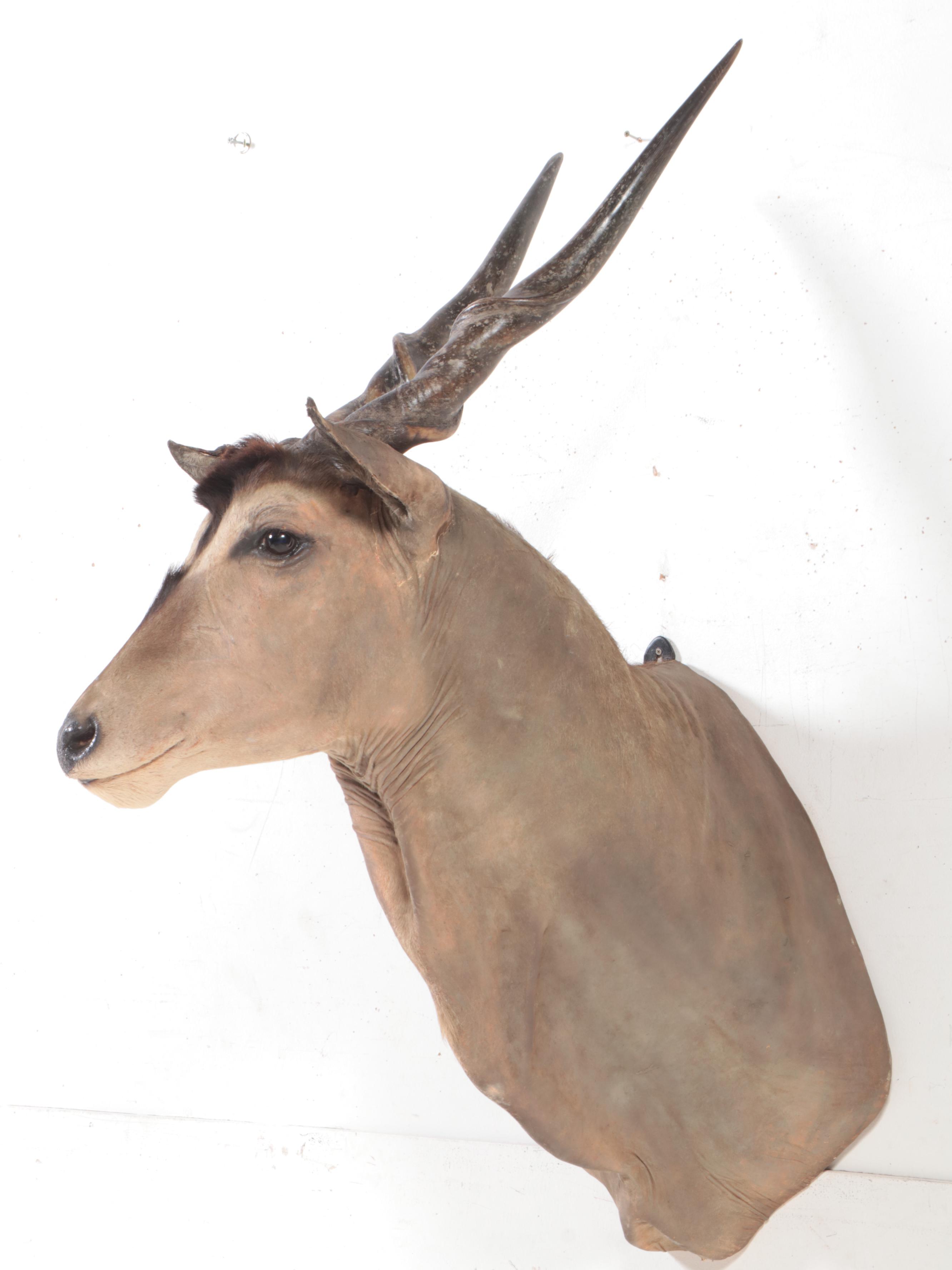 Taxidermy Common Eland Shoulder Mount