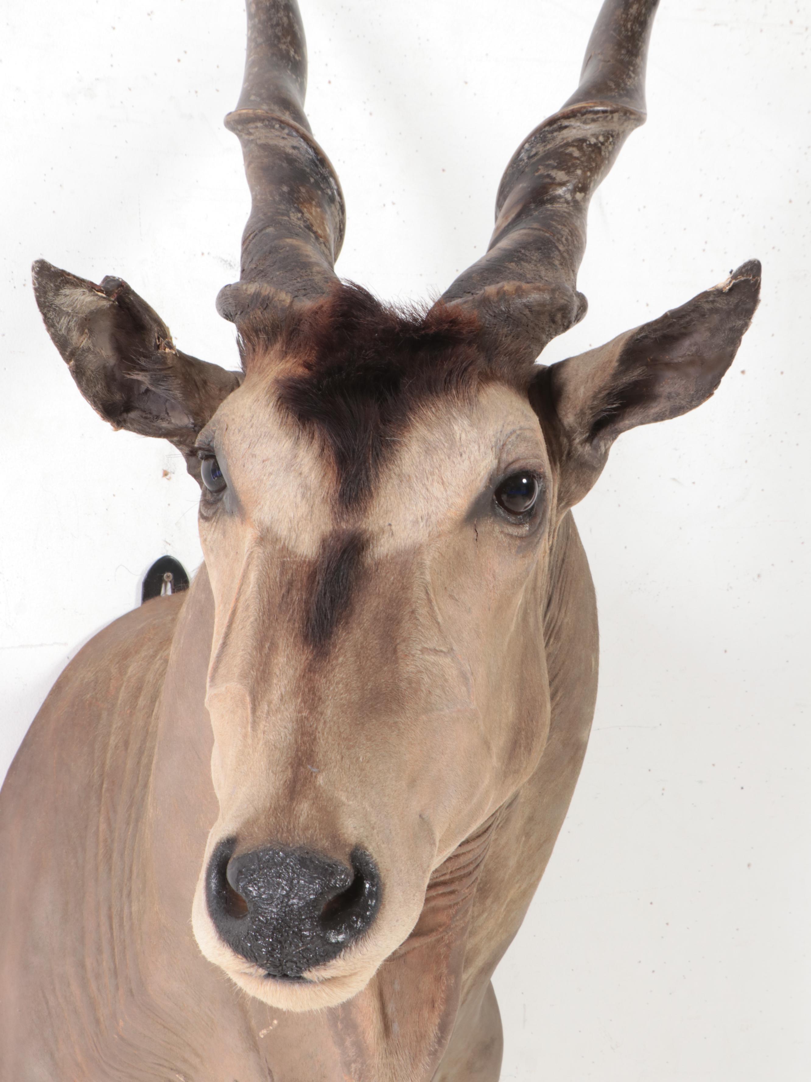 Taxidermy Common Eland Shoulder Mount