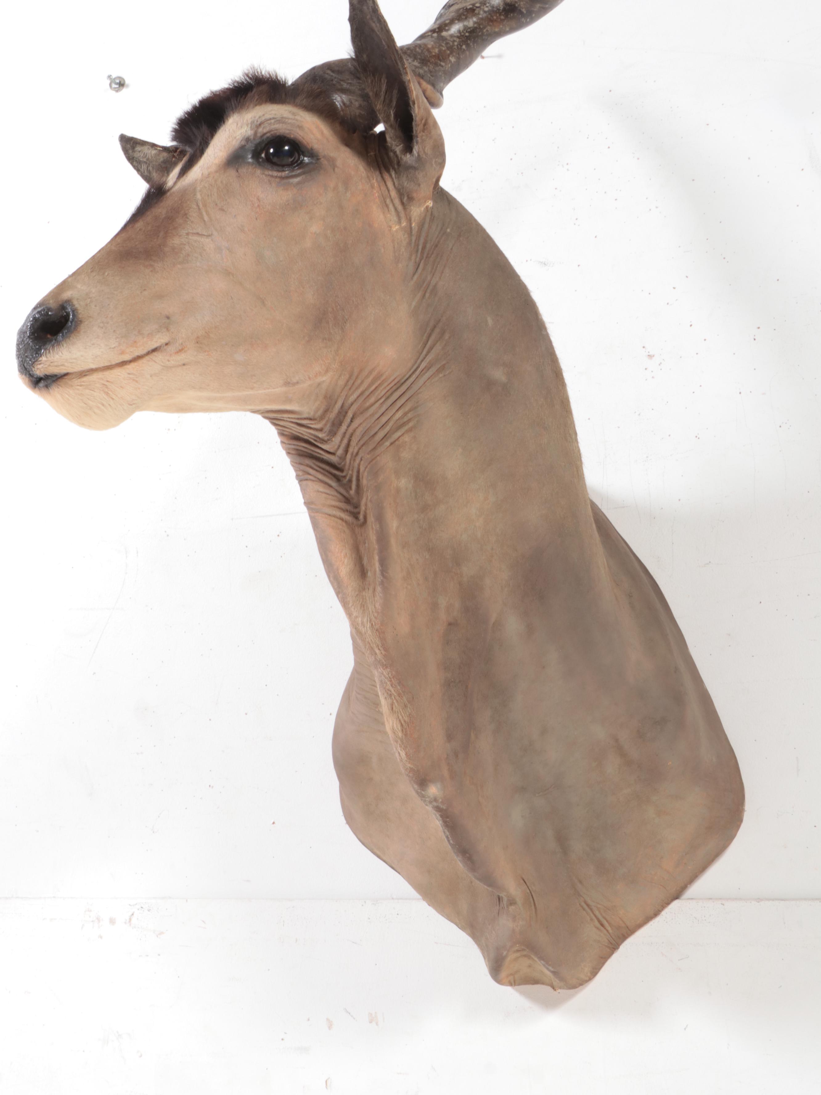 Taxidermy Common Eland Shoulder Mount