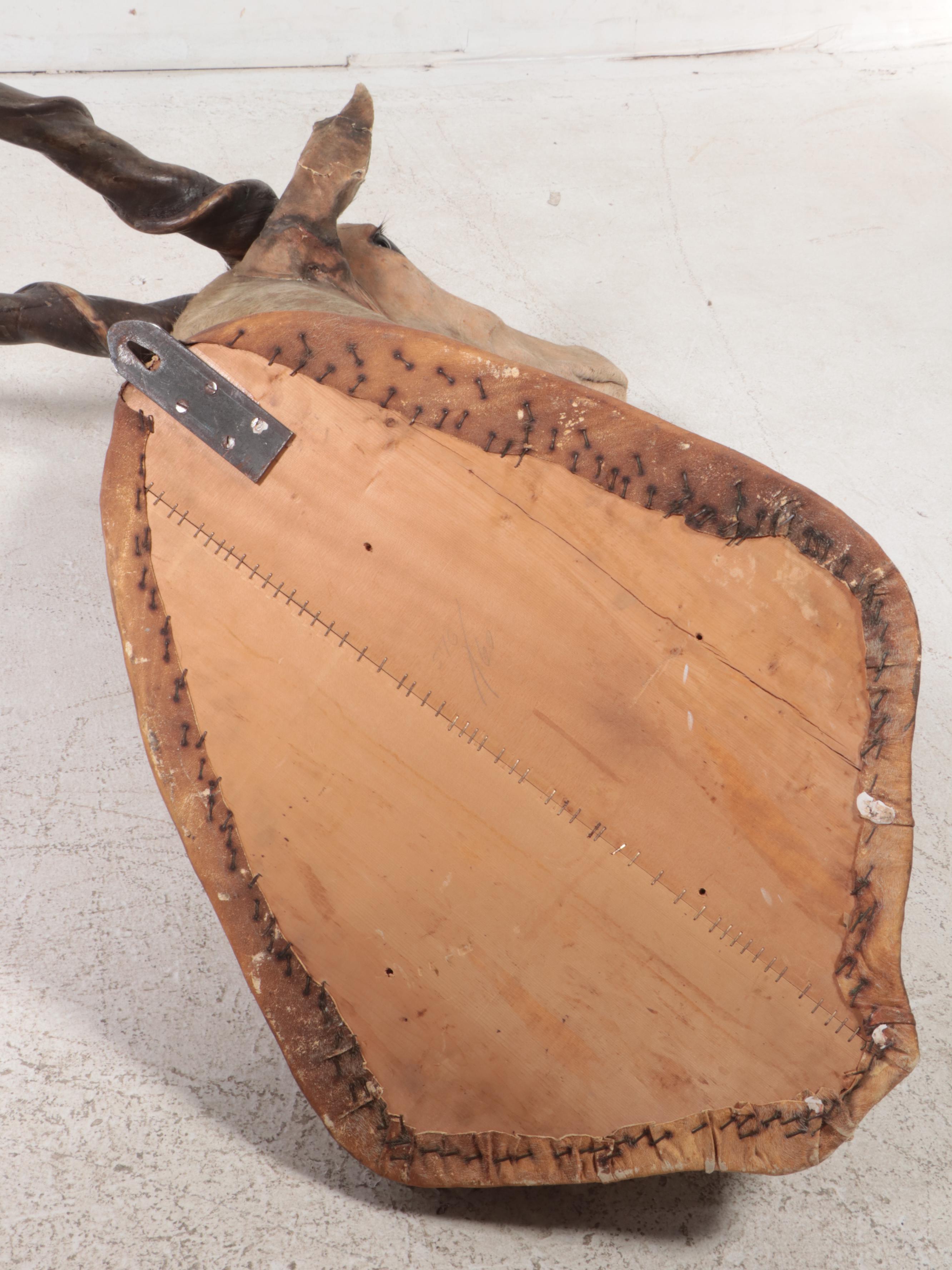 Taxidermy Common Eland Shoulder Mount