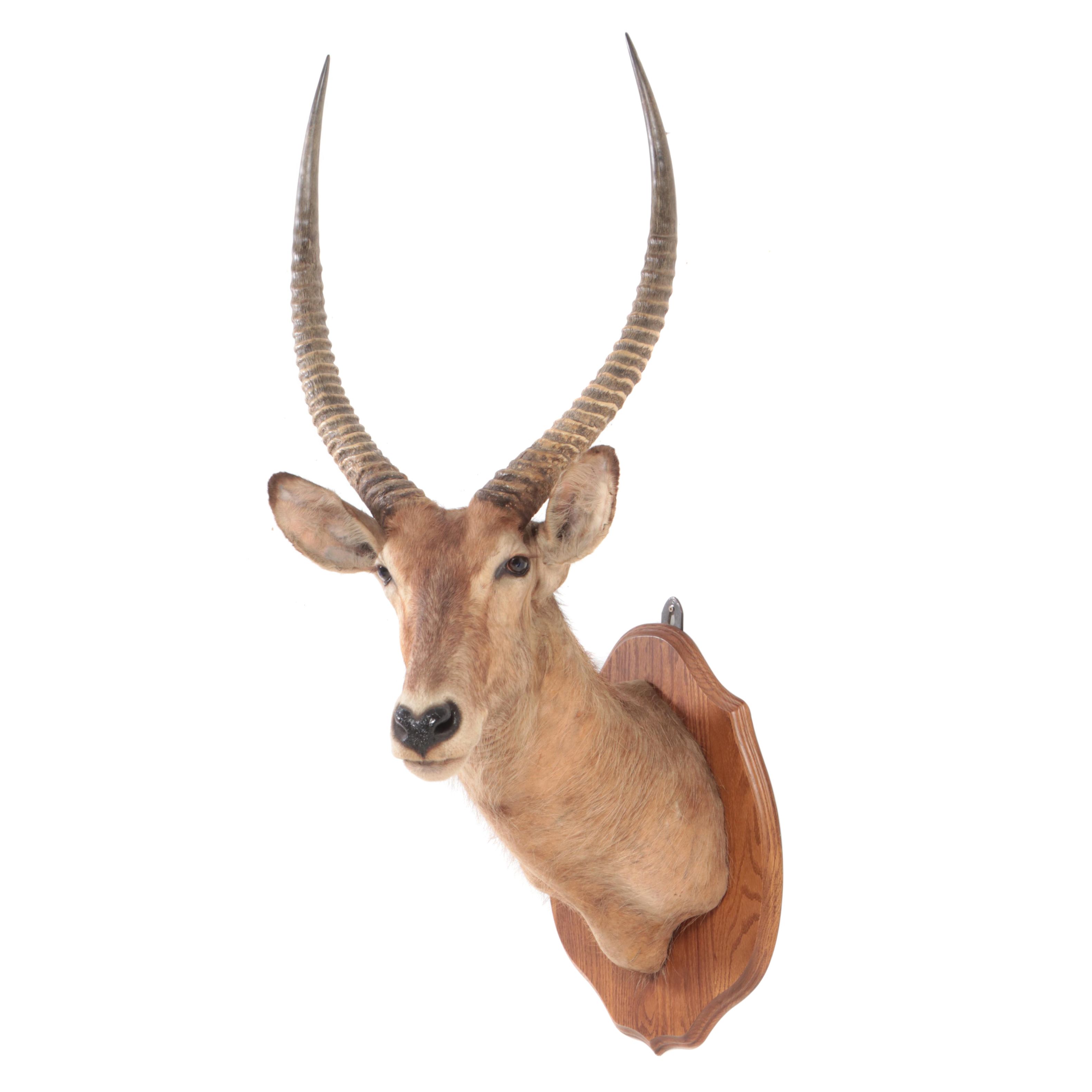Taxidermy Waterbuck Shoulder Mount