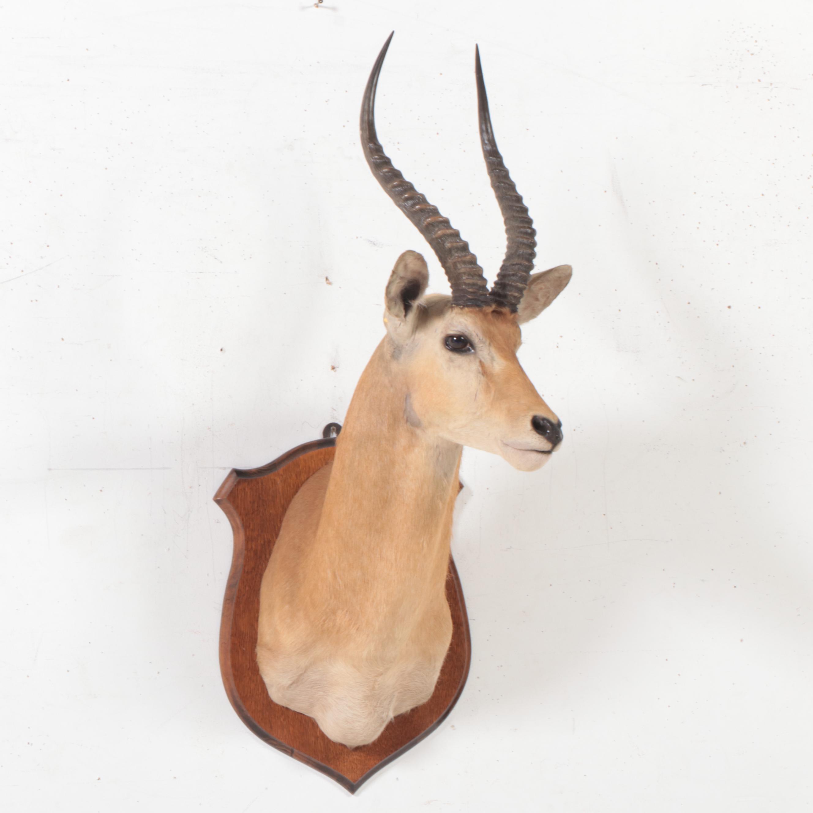Taxidermy Common Lechwe Shoulder Mount