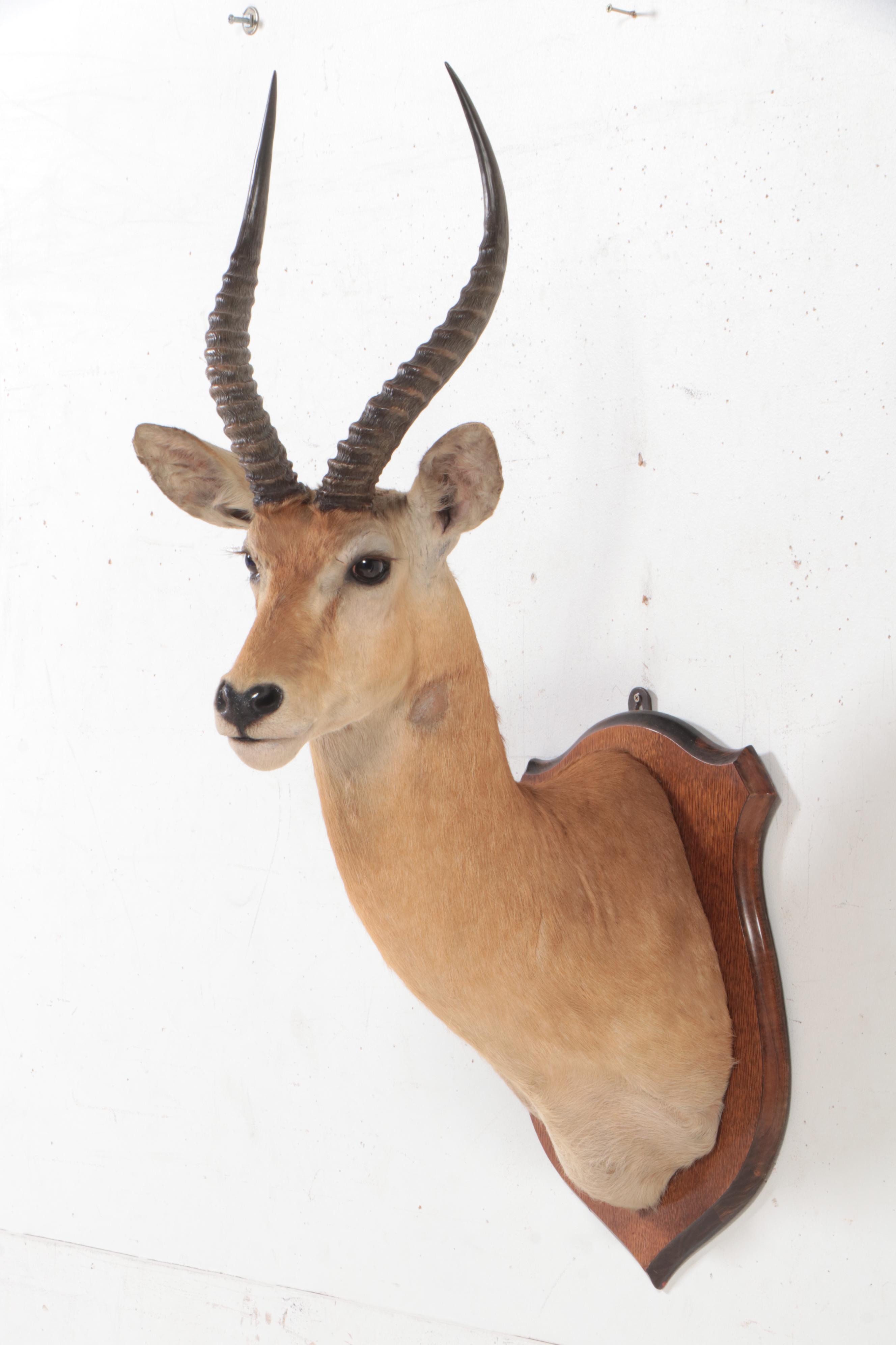 Taxidermy Common Lechwe Shoulder Mount