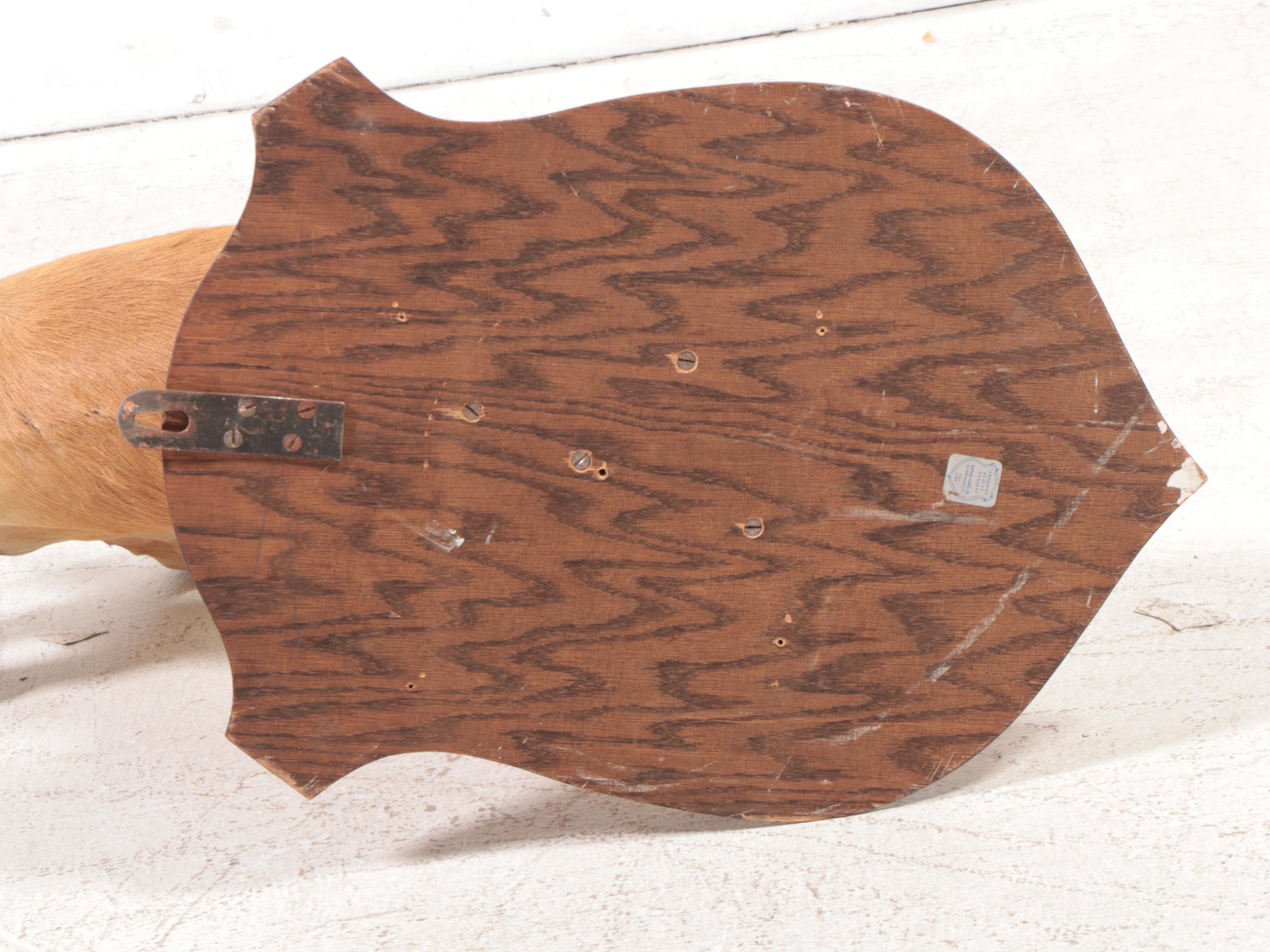 Taxidermy Common Lechwe Shoulder Mount