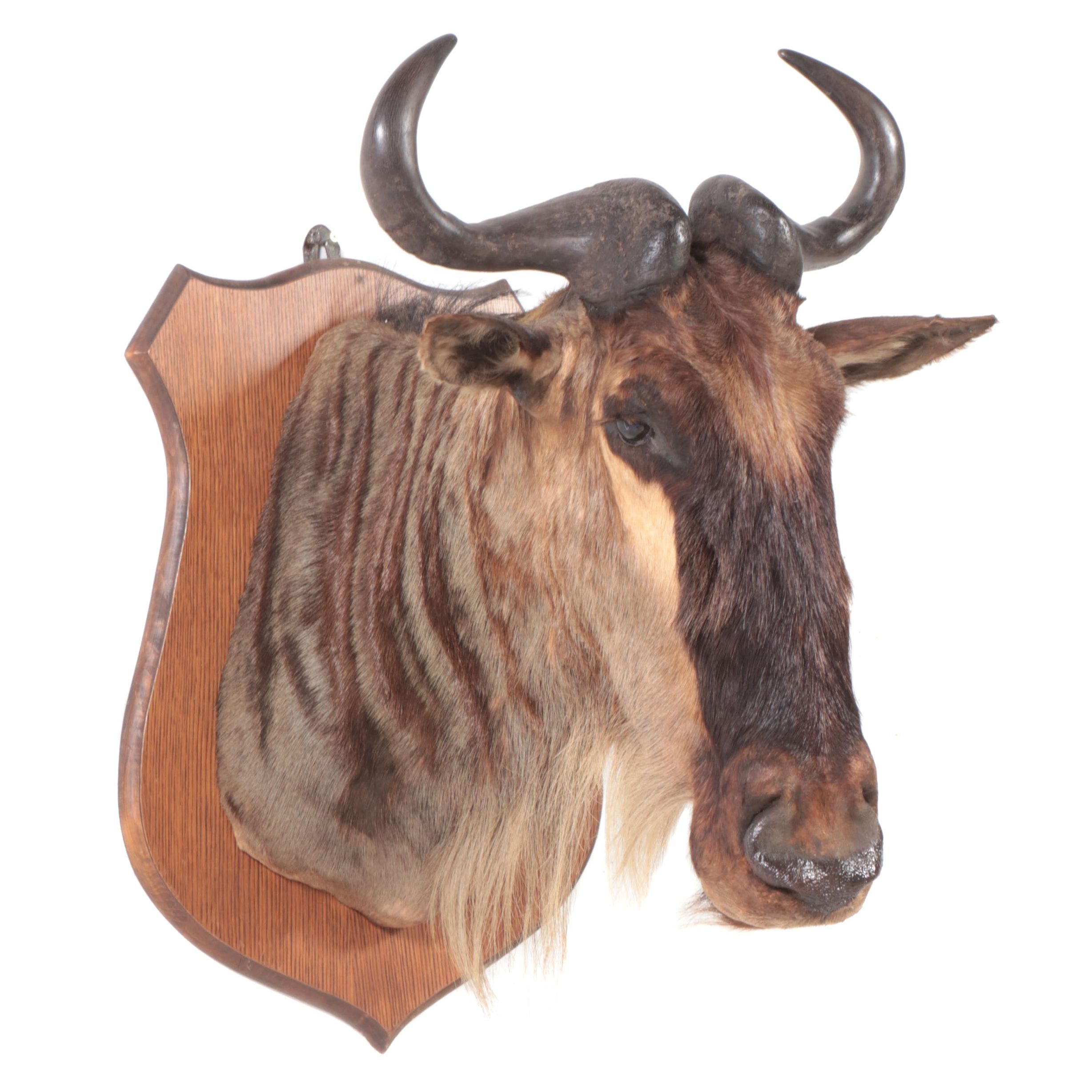 Taxidermy Blue Wildebeest Shoulder Mount