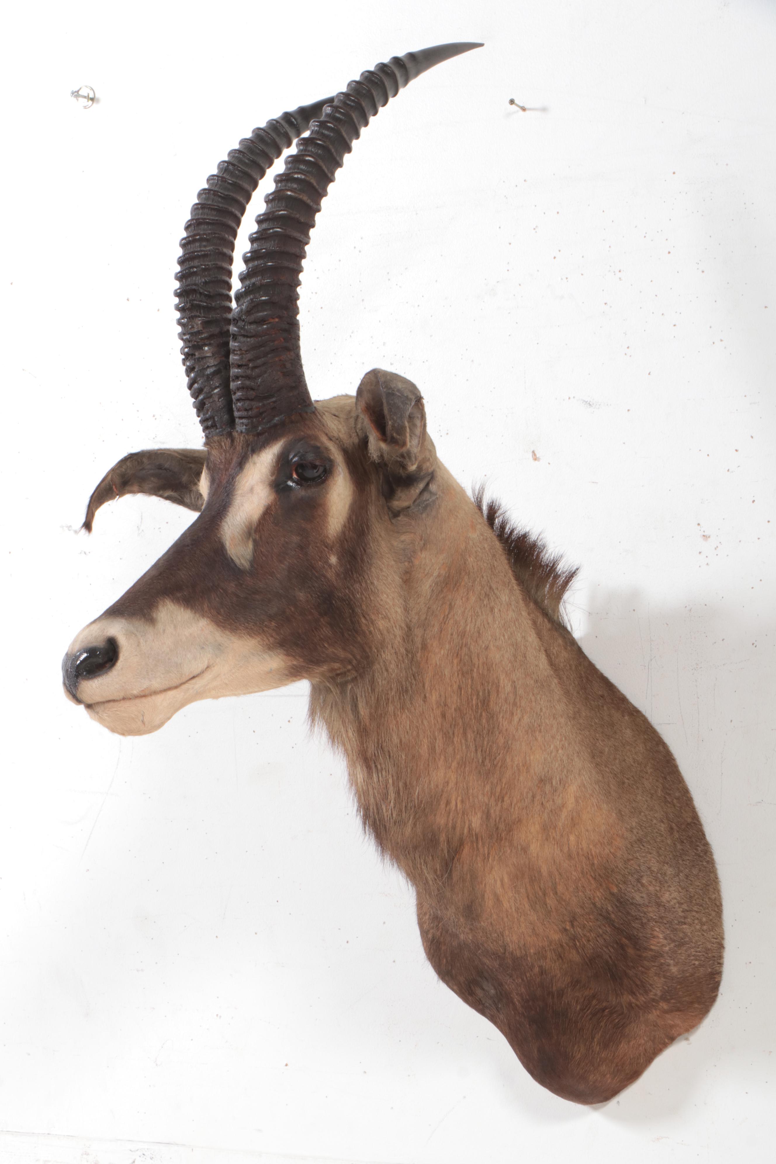 Taxidermy Roan Antelope Shoulder Mount