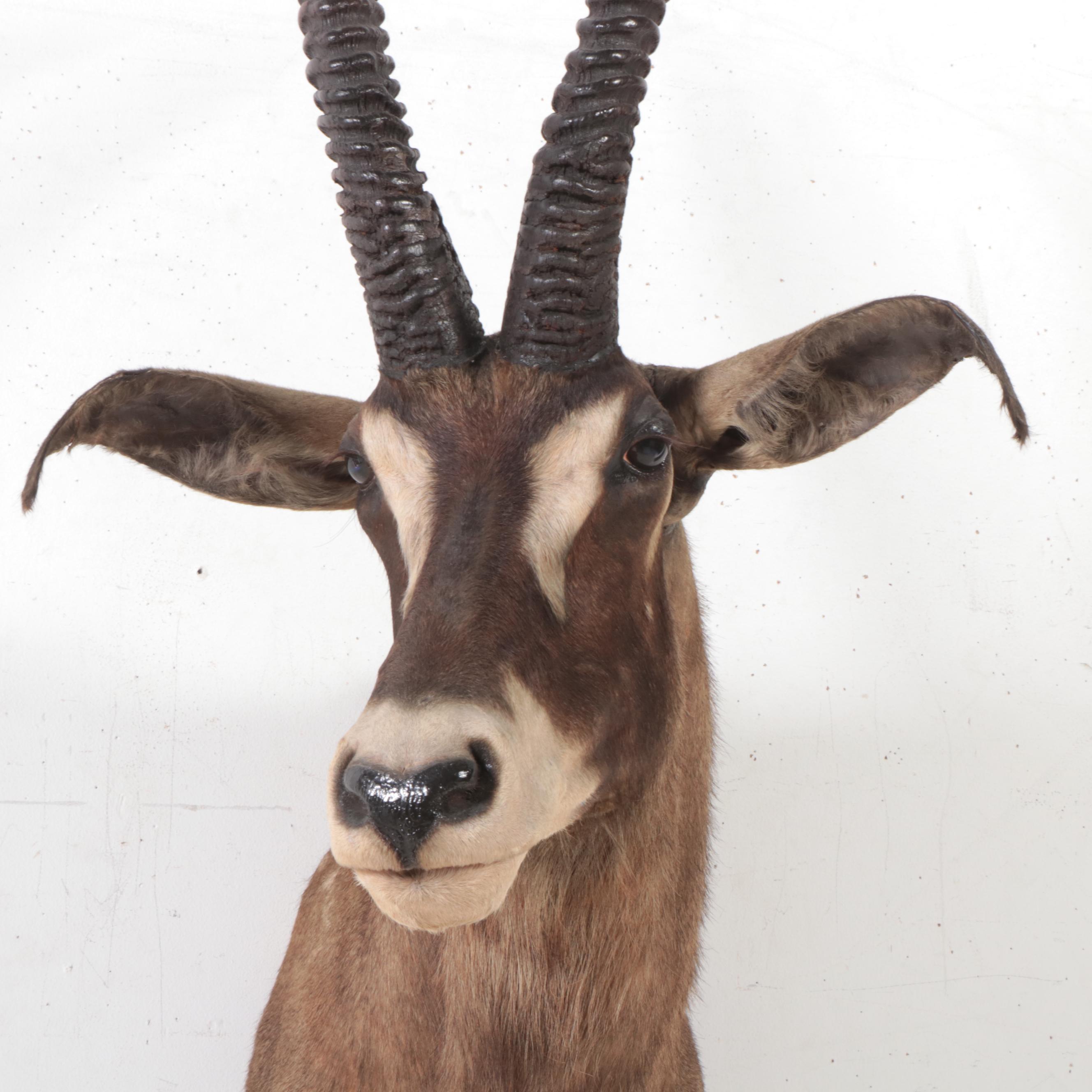 Taxidermy Roan Antelope Shoulder Mount