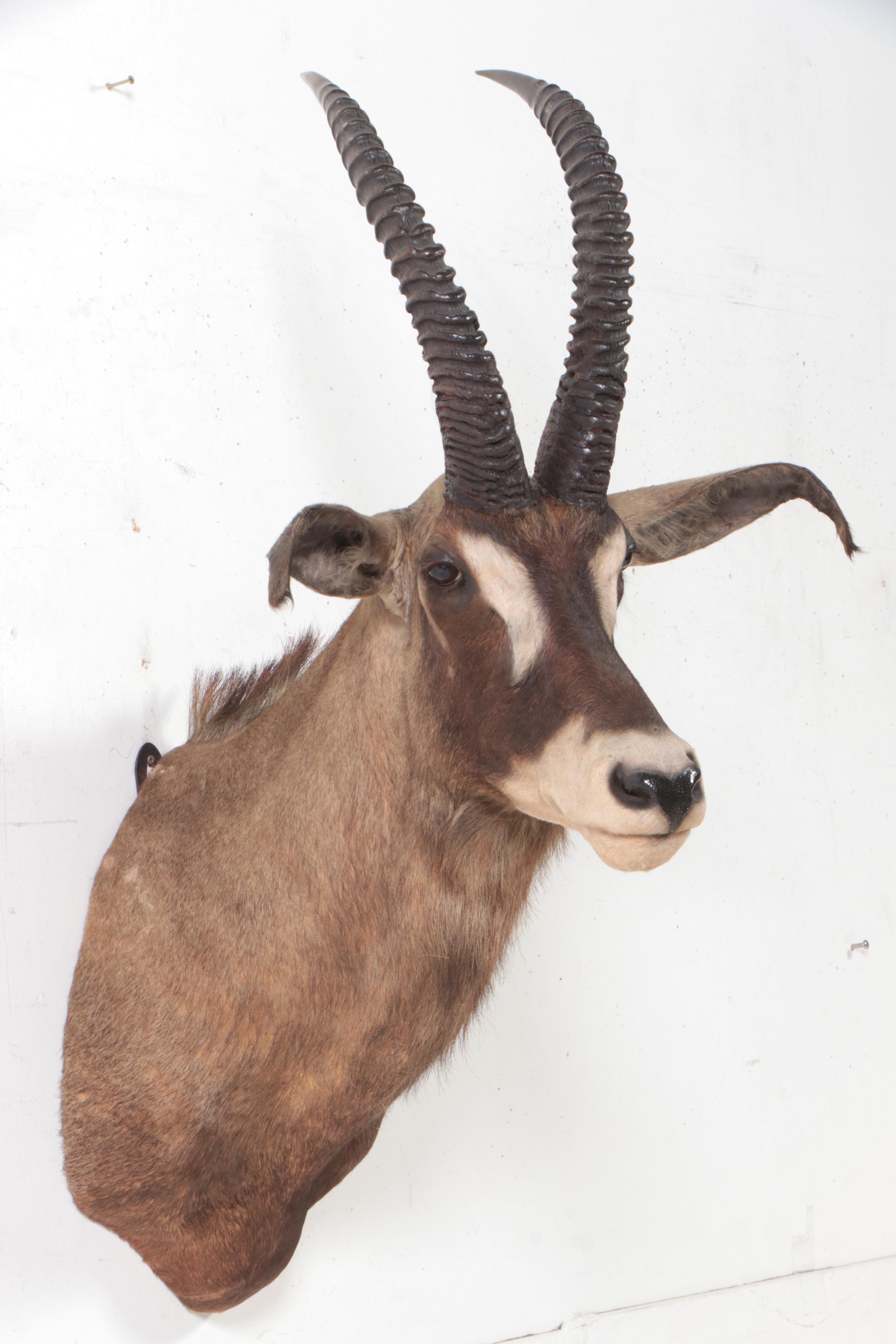 Taxidermy Roan Antelope Shoulder Mount