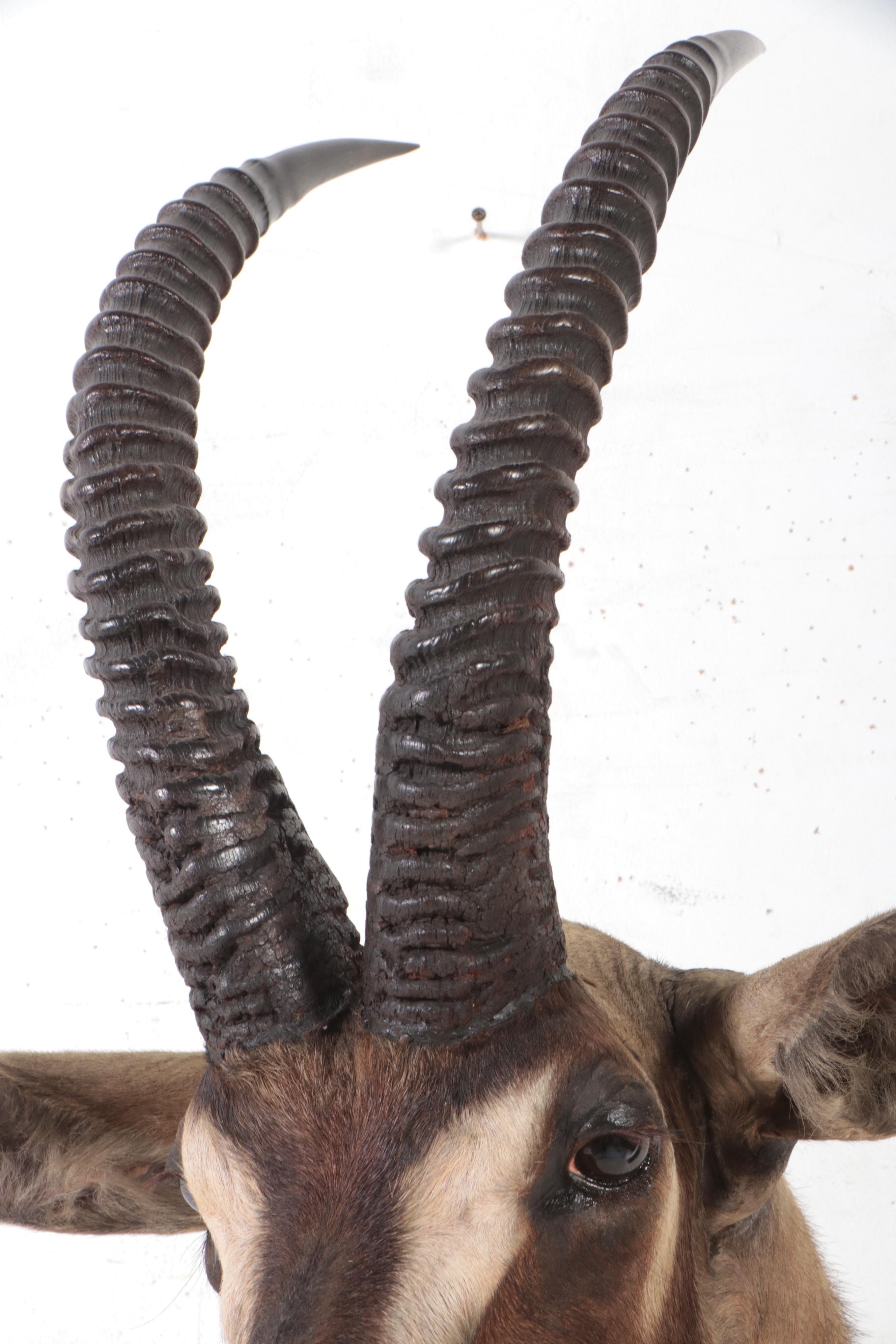 Taxidermy Roan Antelope Shoulder Mount