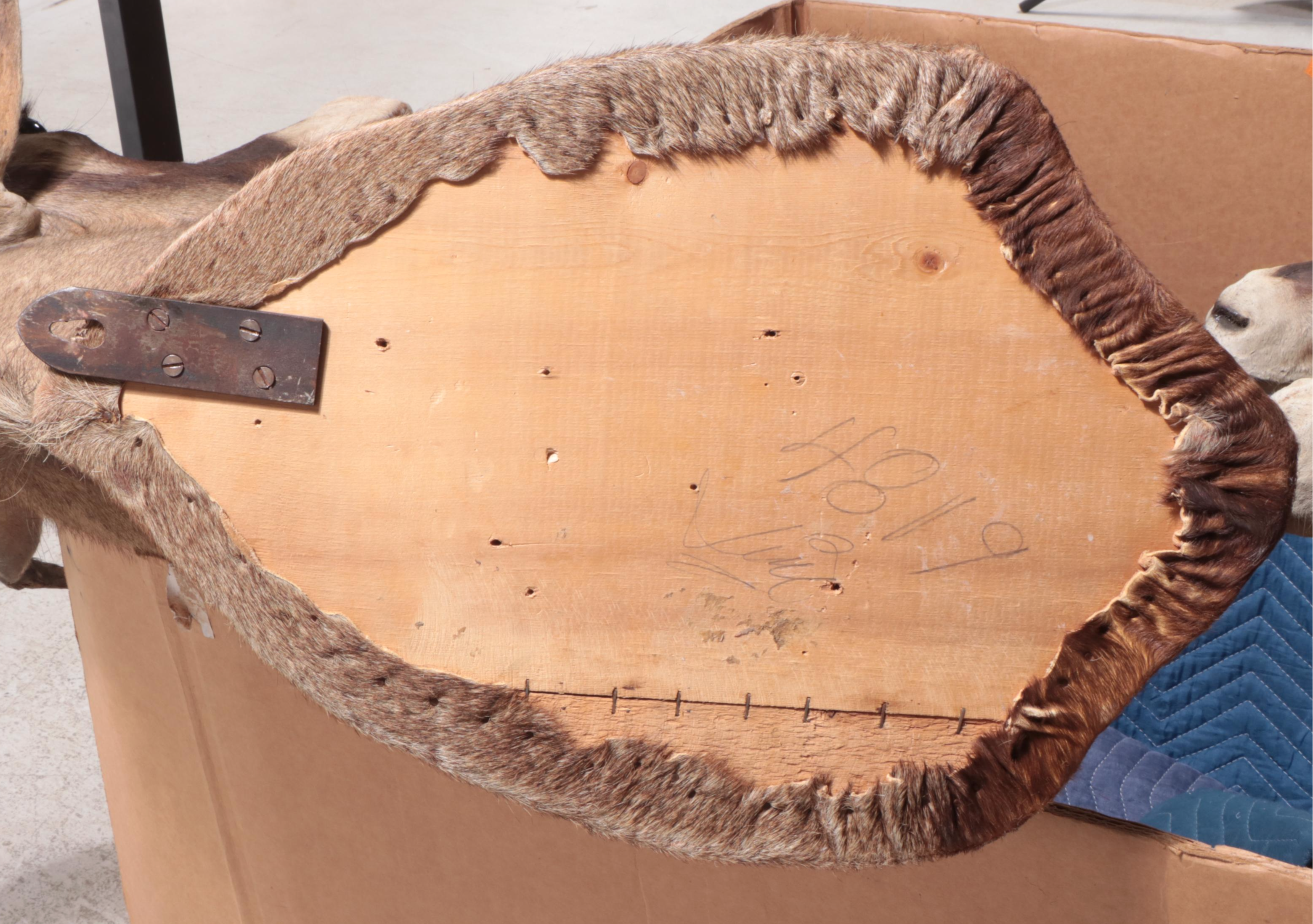 Taxidermy Roan Antelope Shoulder Mount