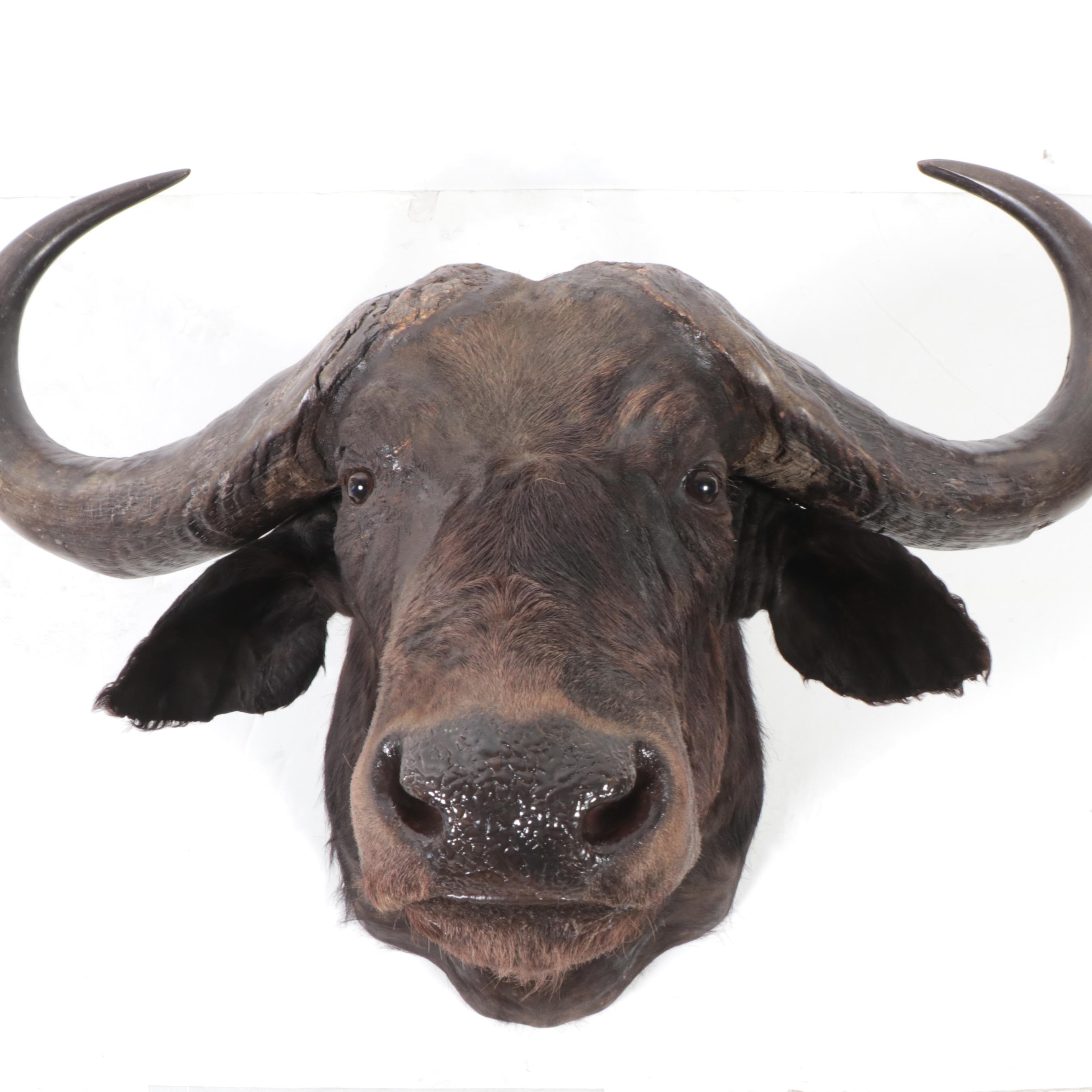 Taxidermy Cape Buffalo Shoulder Mount