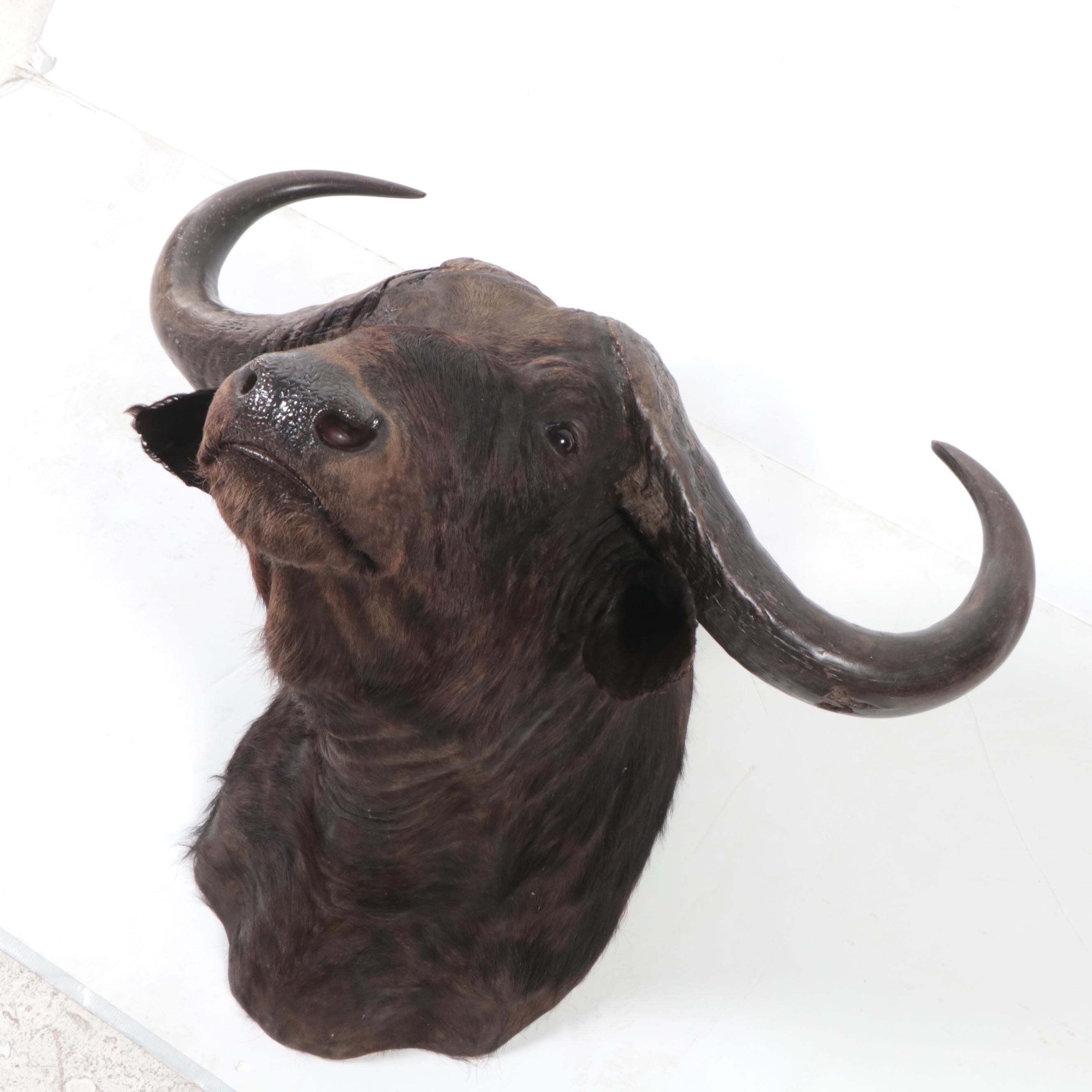 Taxidermy Cape Buffalo Shoulder Mount