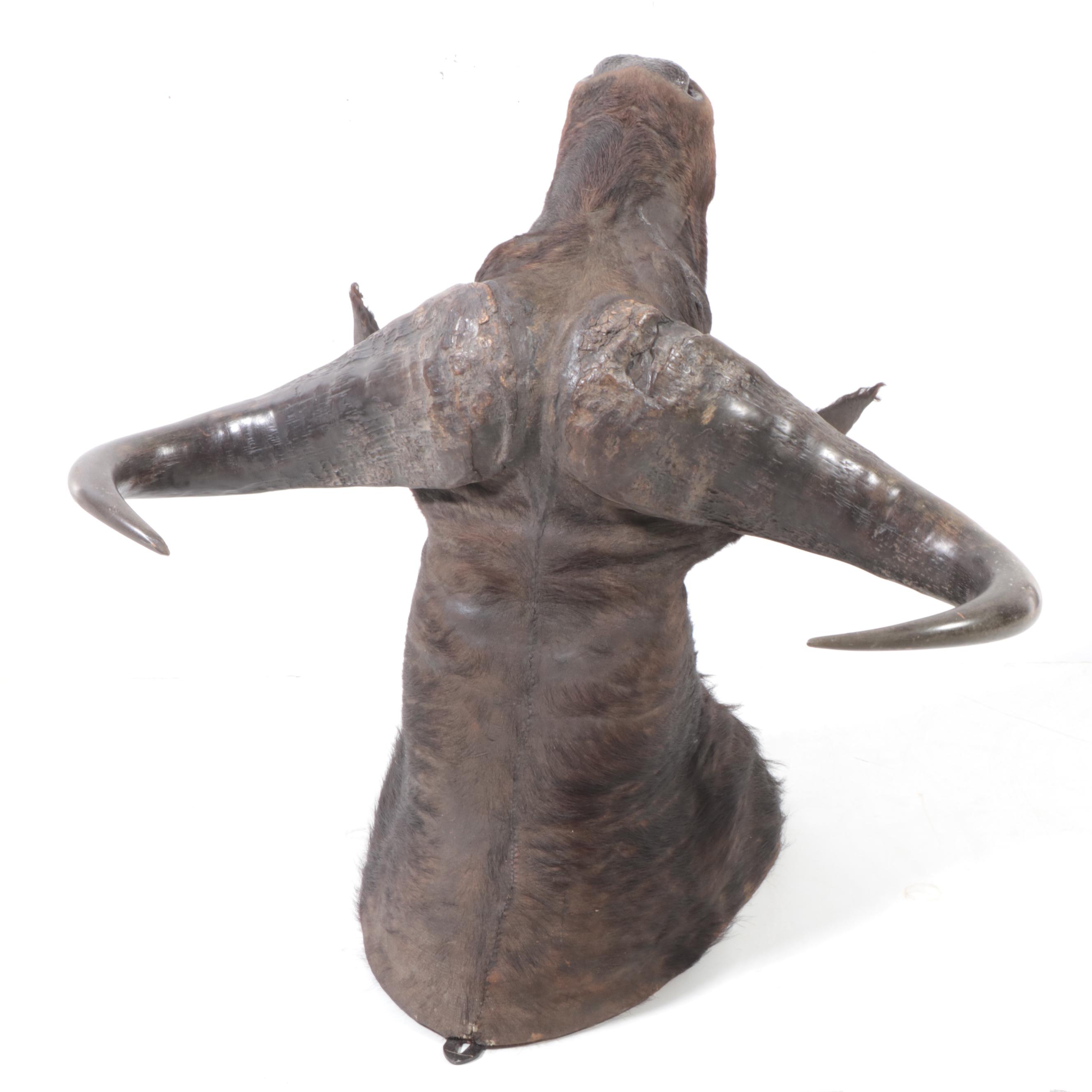 Taxidermy Cape Buffalo Shoulder Mount