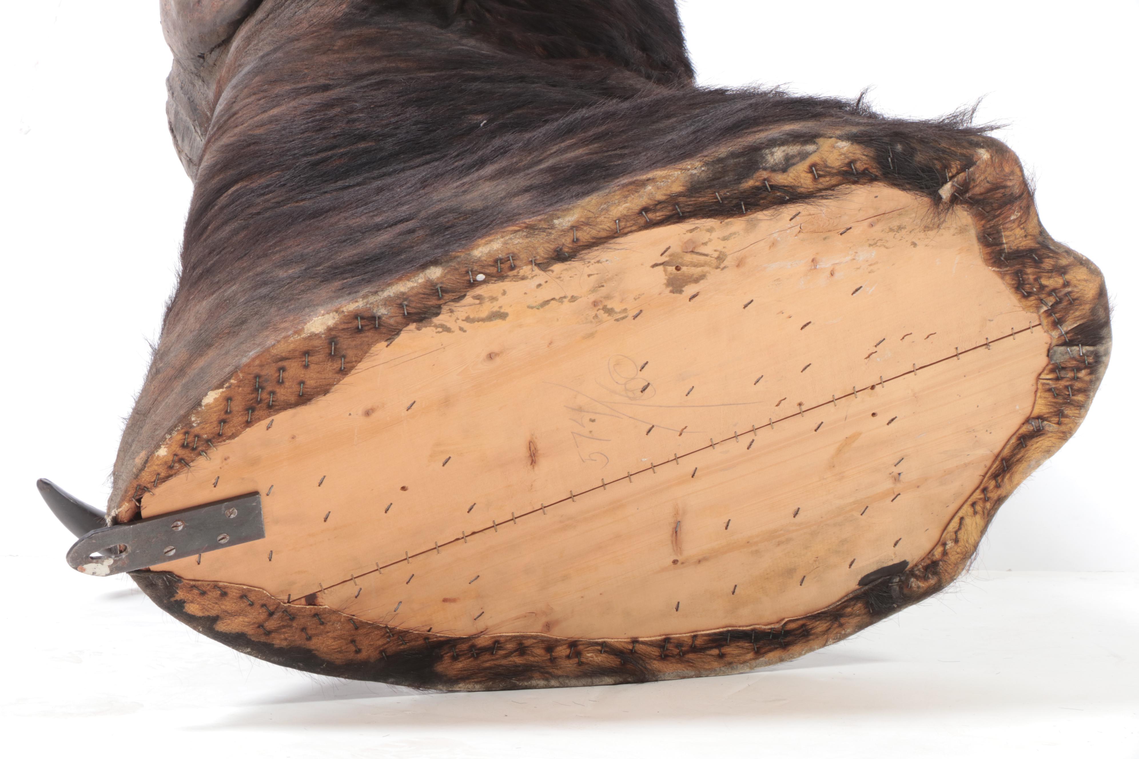 Taxidermy Cape Buffalo Shoulder Mount