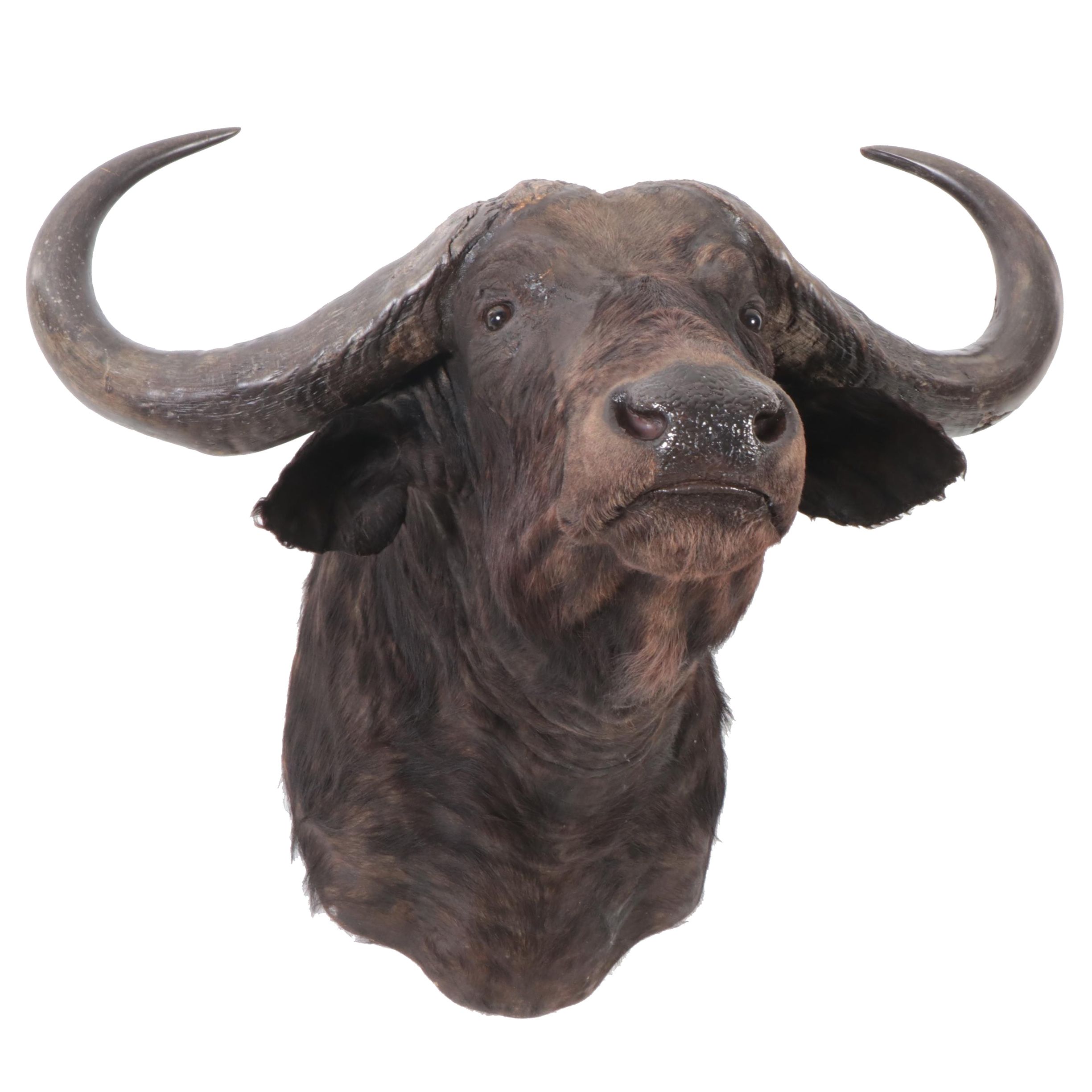 Taxidermy Cape Buffalo Shoulder Mount