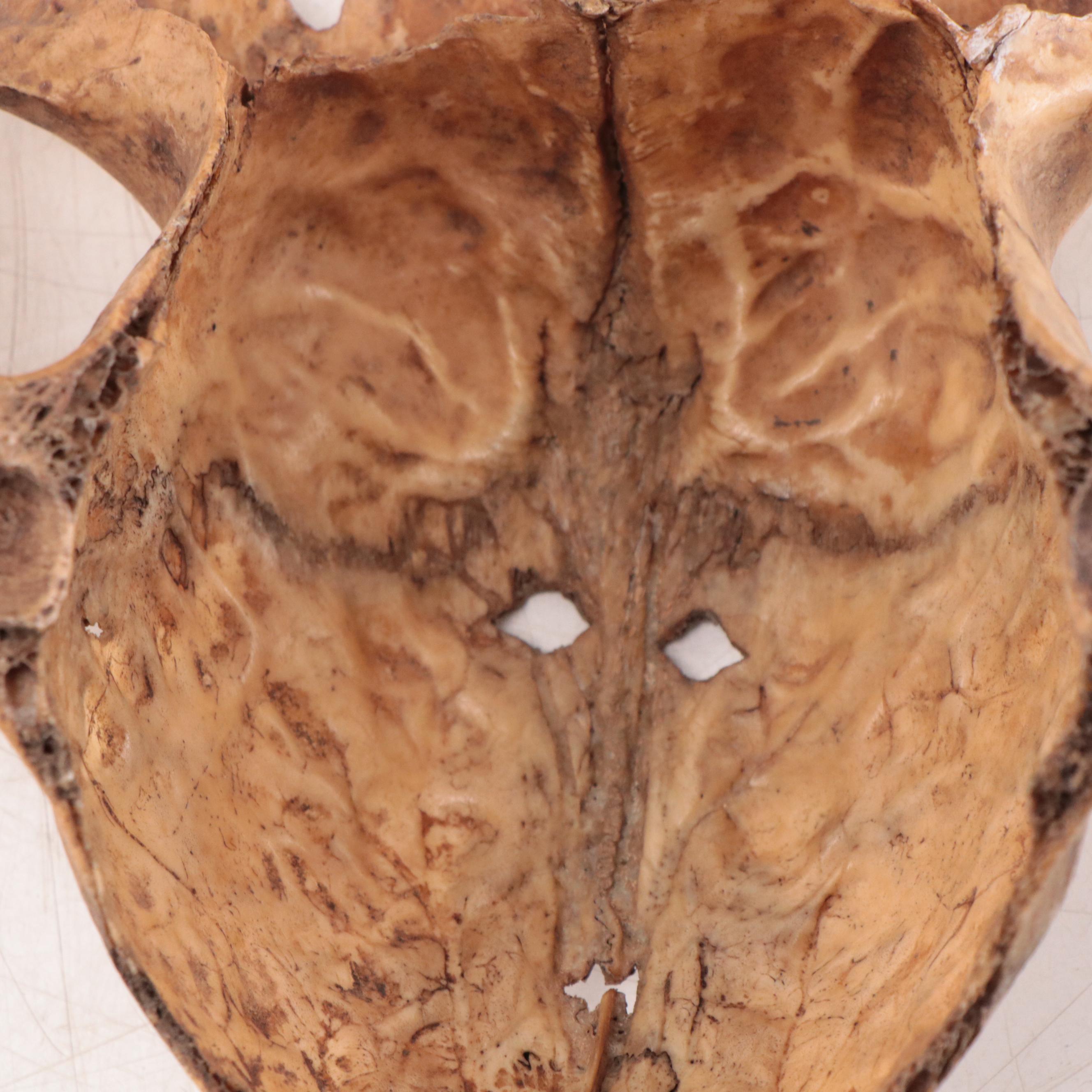 West Timor Incised Skull Mask, Mid-20th Century