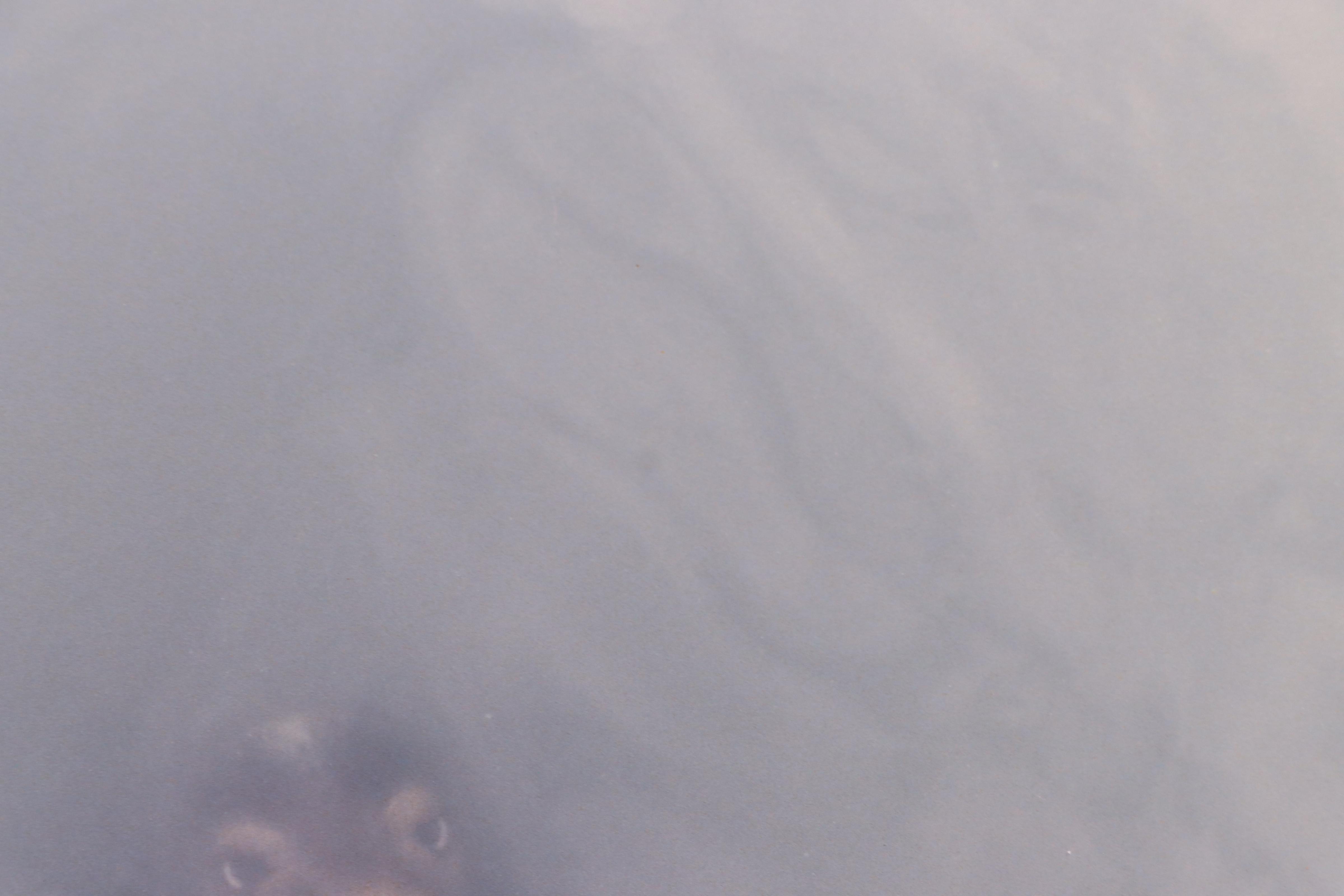 Marc B. Blake Digital Print of a Sea Lion, 1987