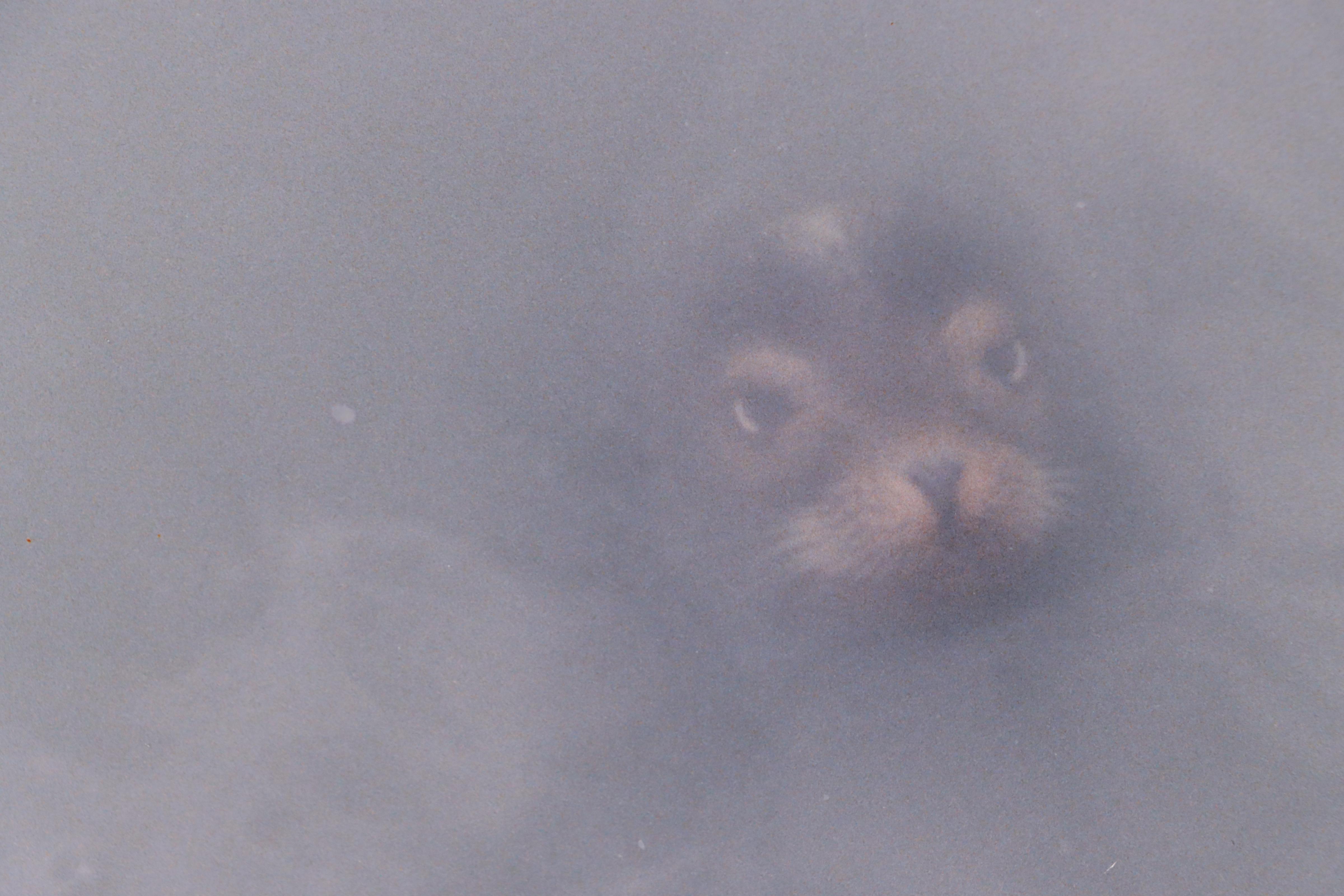 Marc B. Blake Digital Print of a Sea Lion, 1987