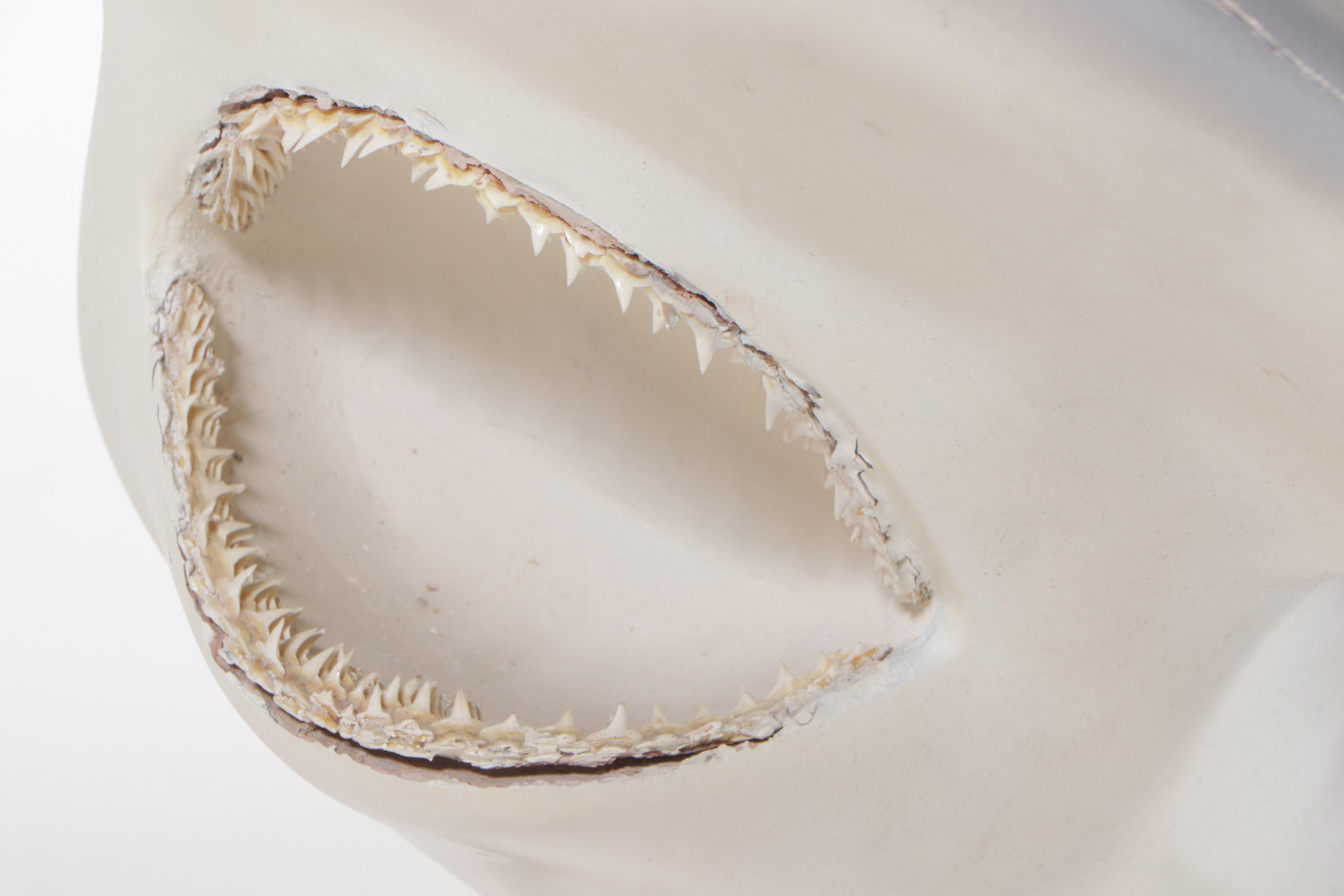 Taxidermy Fiberglass Replica Smooth Hammerhead Shark