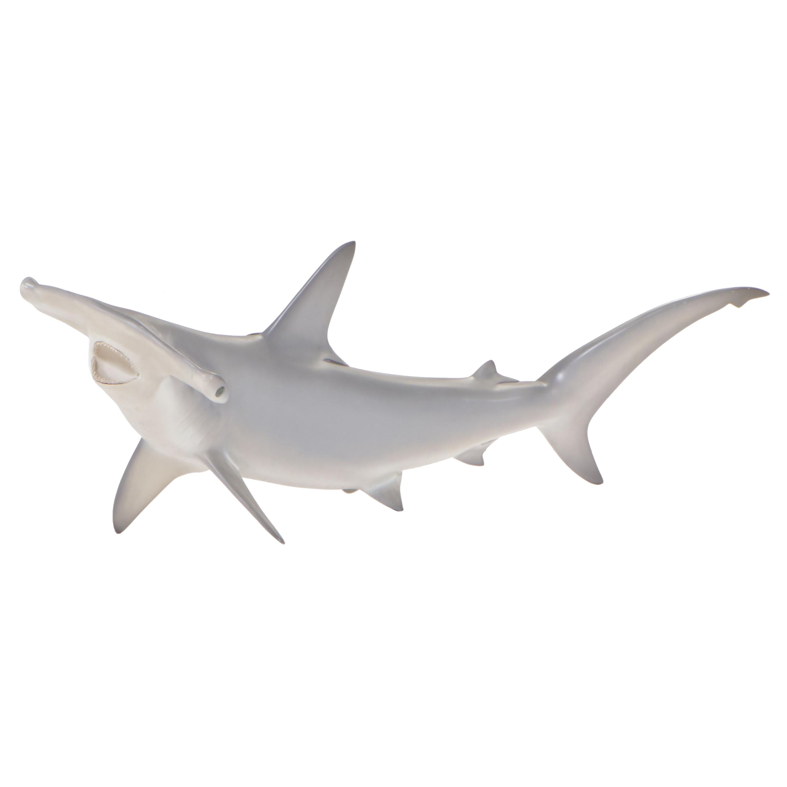 Taxidermy Fiberglass Replica Smooth Hammerhead Shark