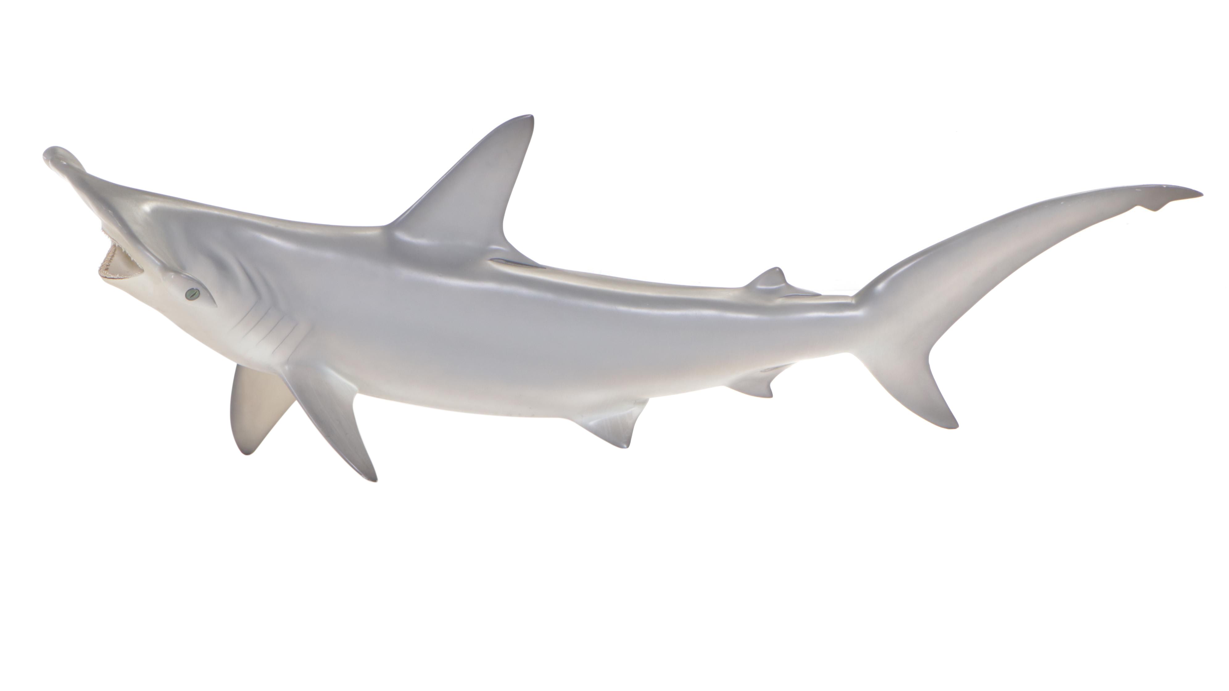 Taxidermy Fiberglass Replica Smooth Hammerhead Shark