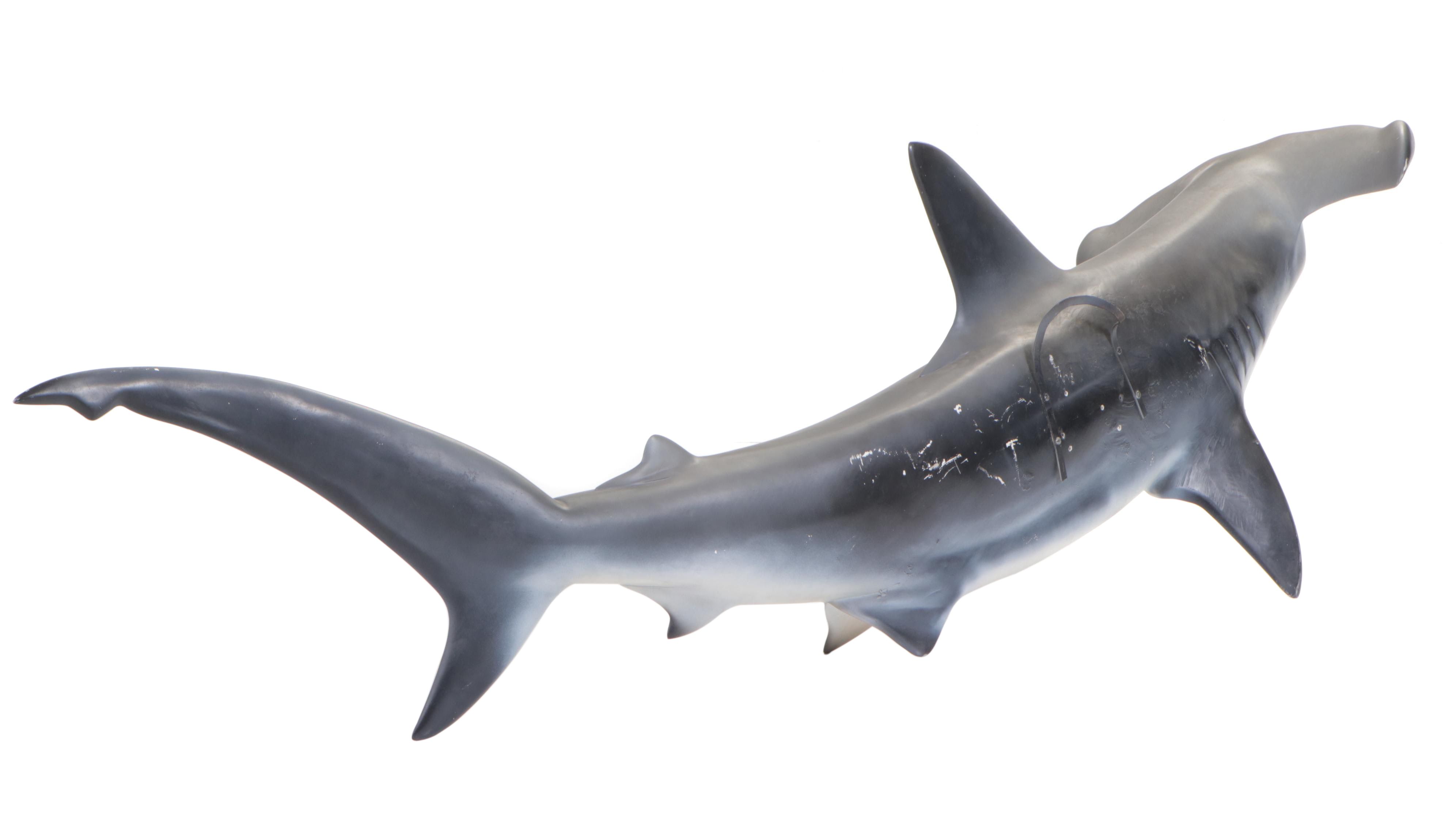Taxidermy Fiberglass Replica Smooth Hammerhead Shark