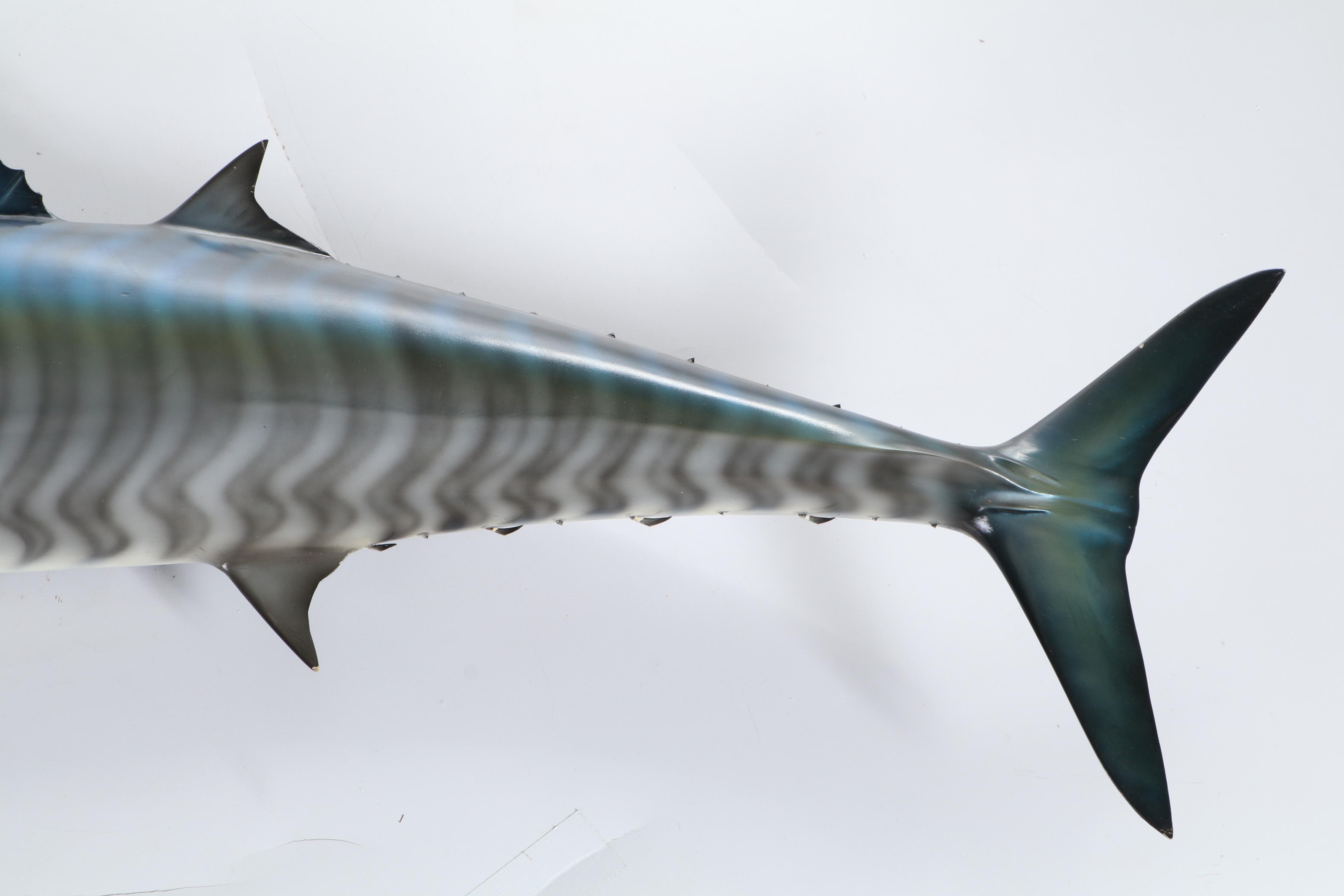 Taxidermy Fiberglass Replica Atlantic Wahoo Fish