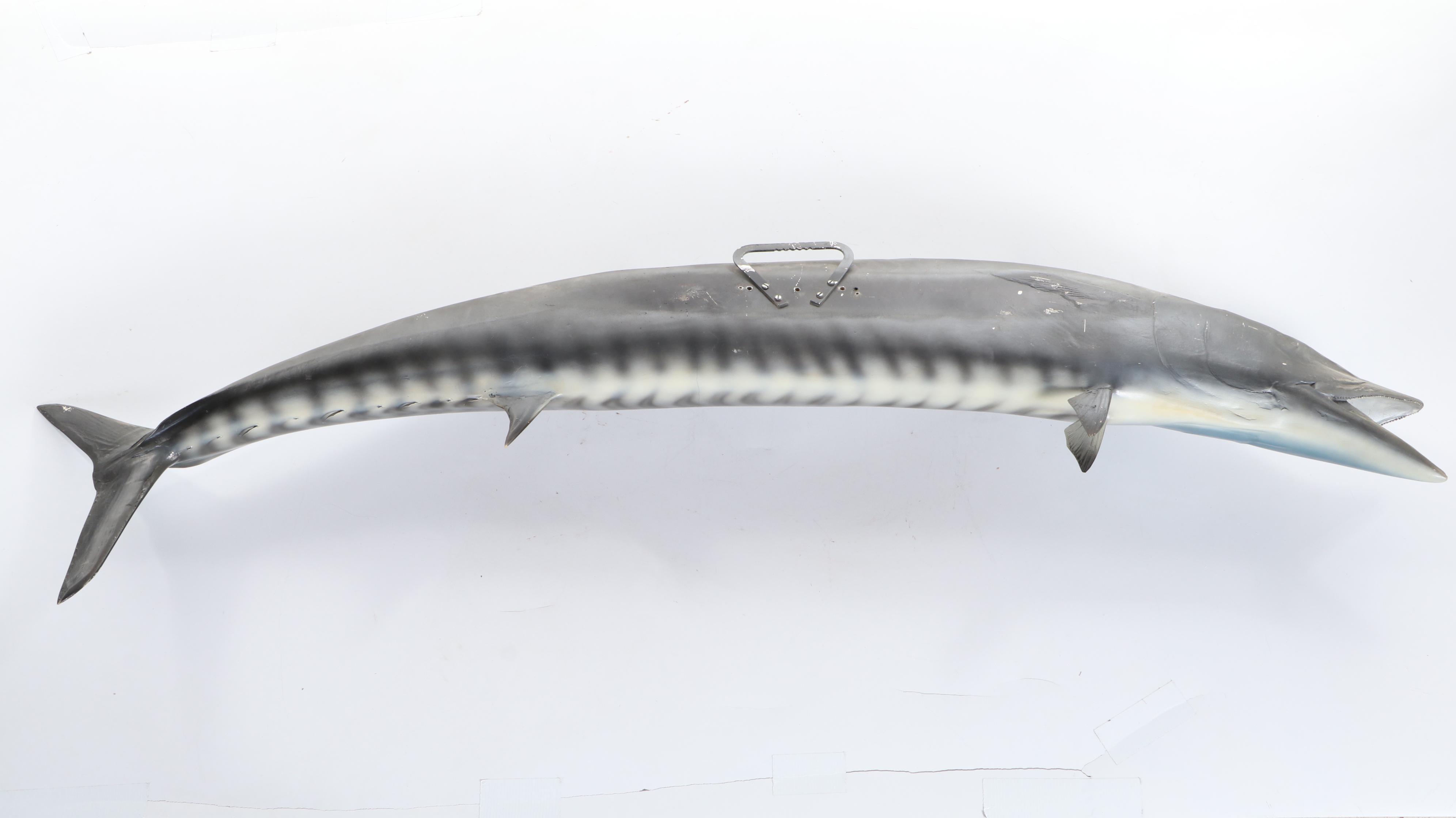 Taxidermy Fiberglass Replica Atlantic Wahoo Fish