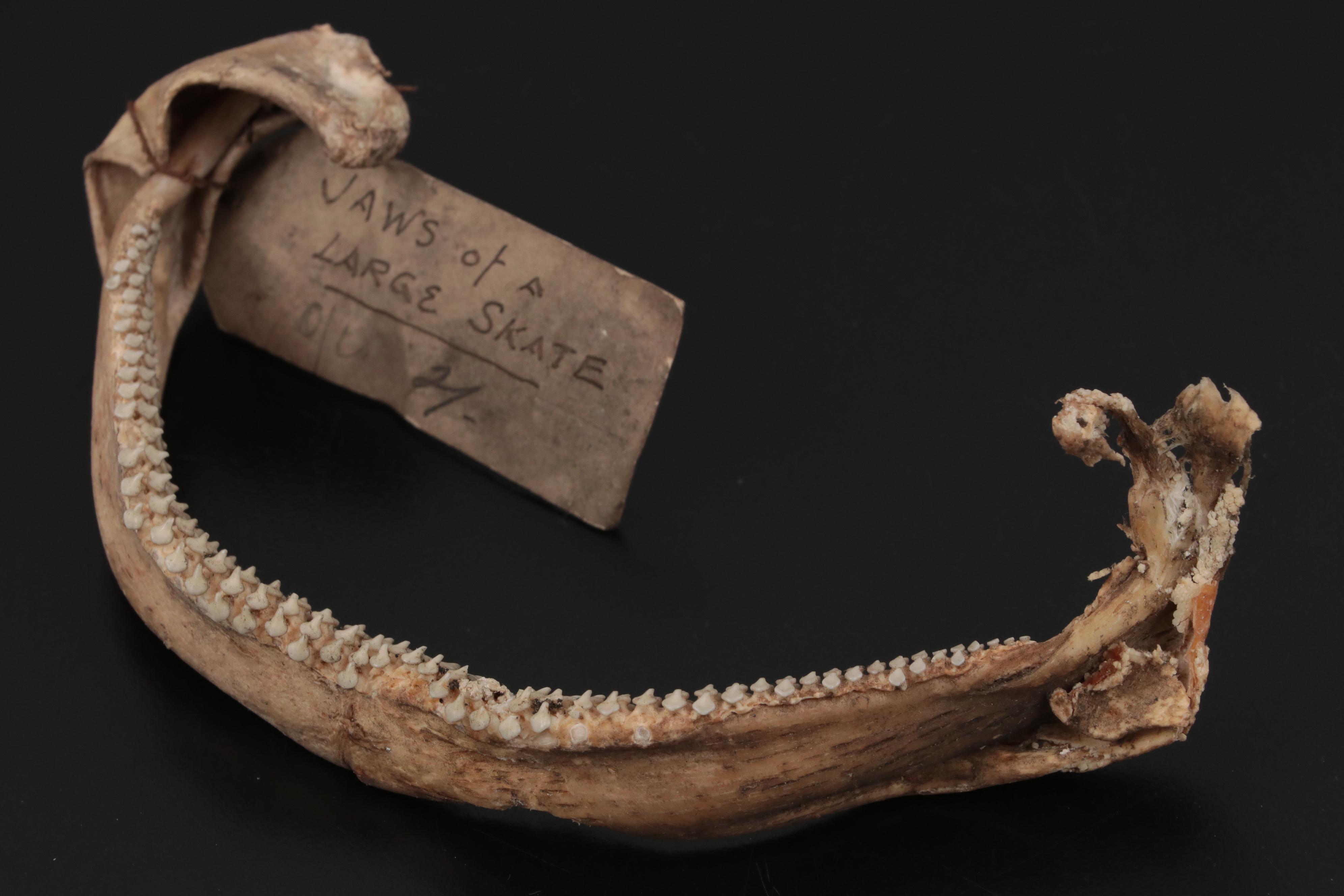 Specimen and Natural History Collection, Late 19th / Early 20th Century