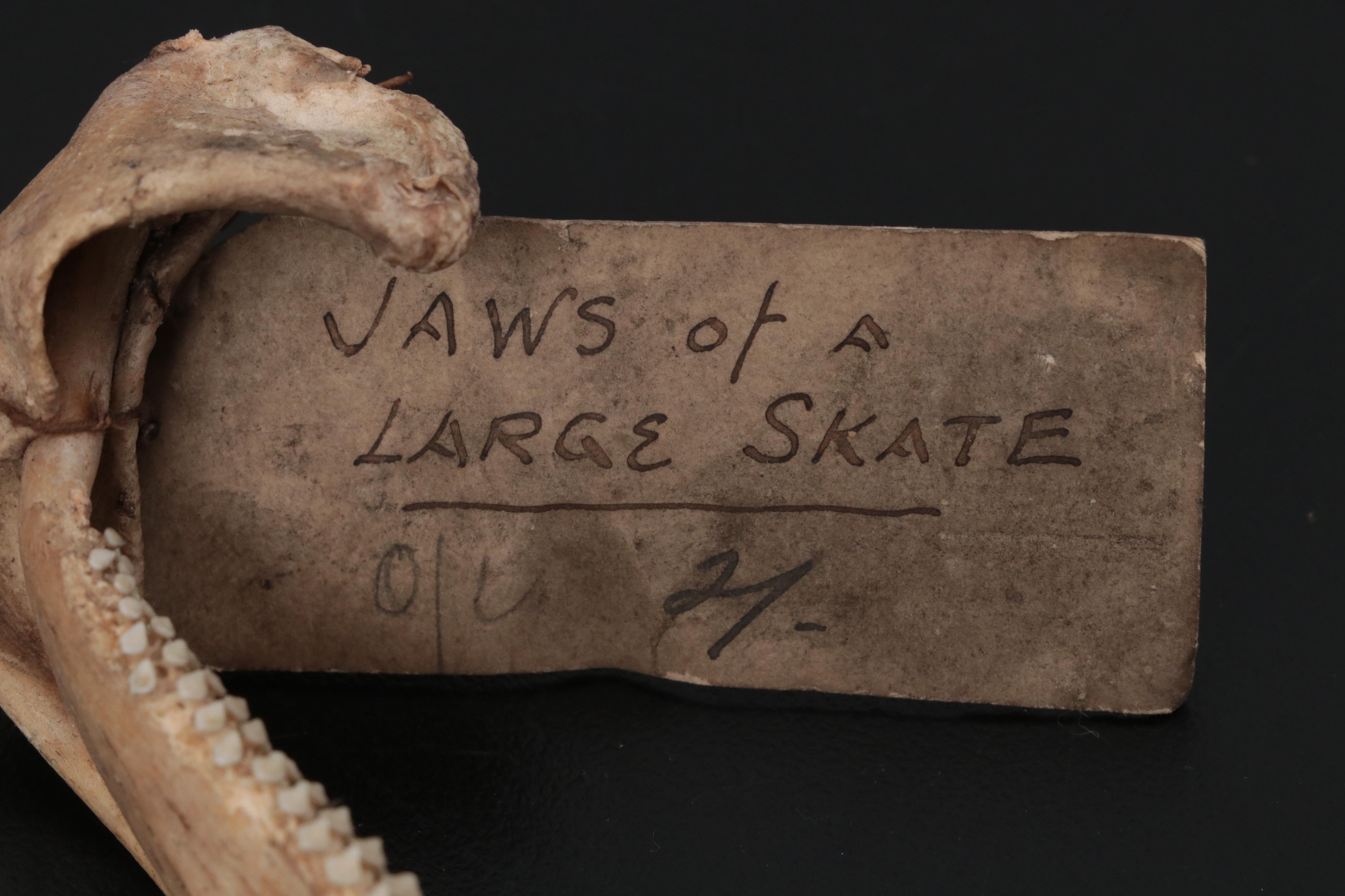 Specimen and Natural History Collection, Late 19th / Early 20th Century