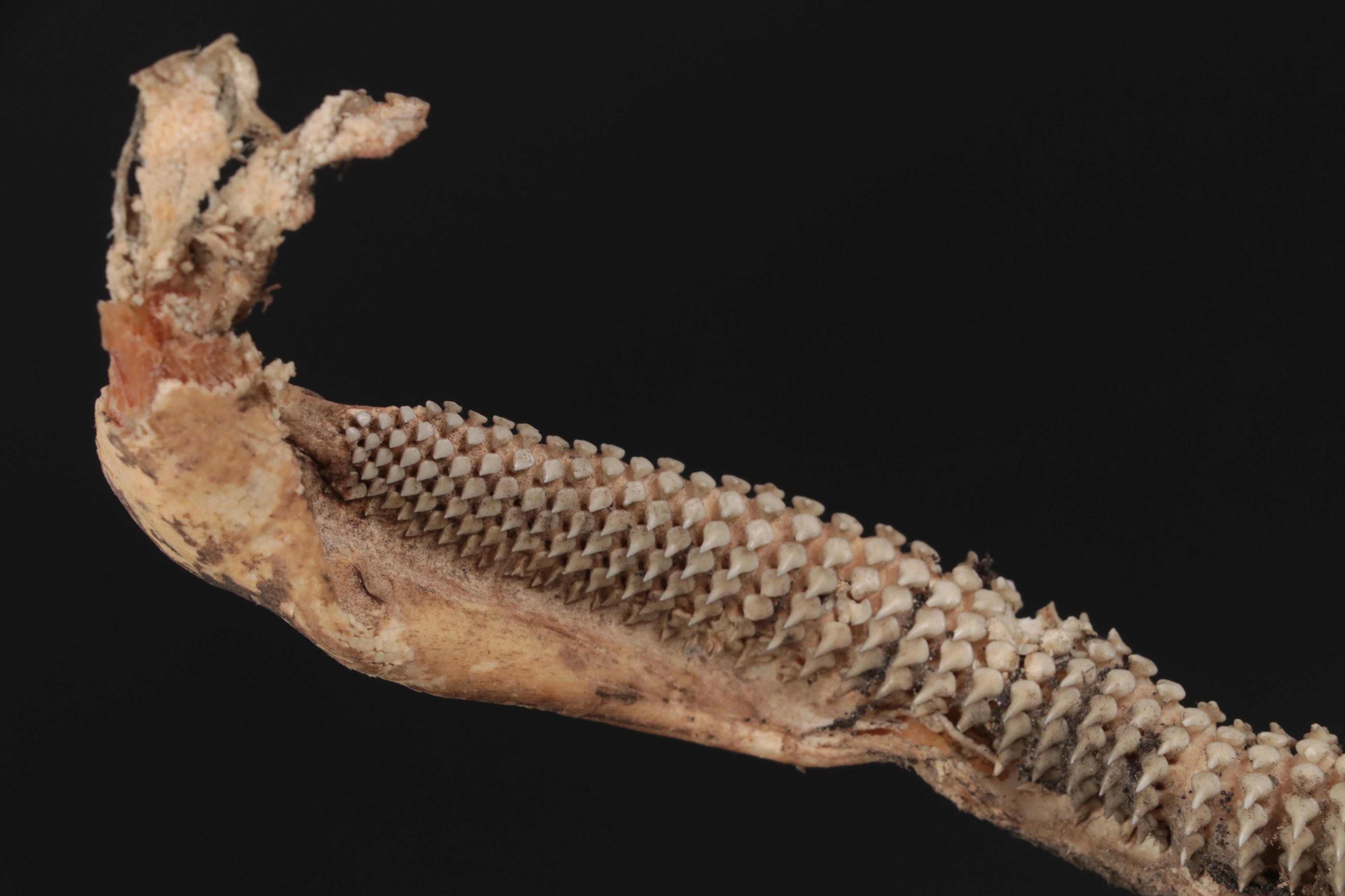 Specimen and Natural History Collection, Late 19th / Early 20th Century