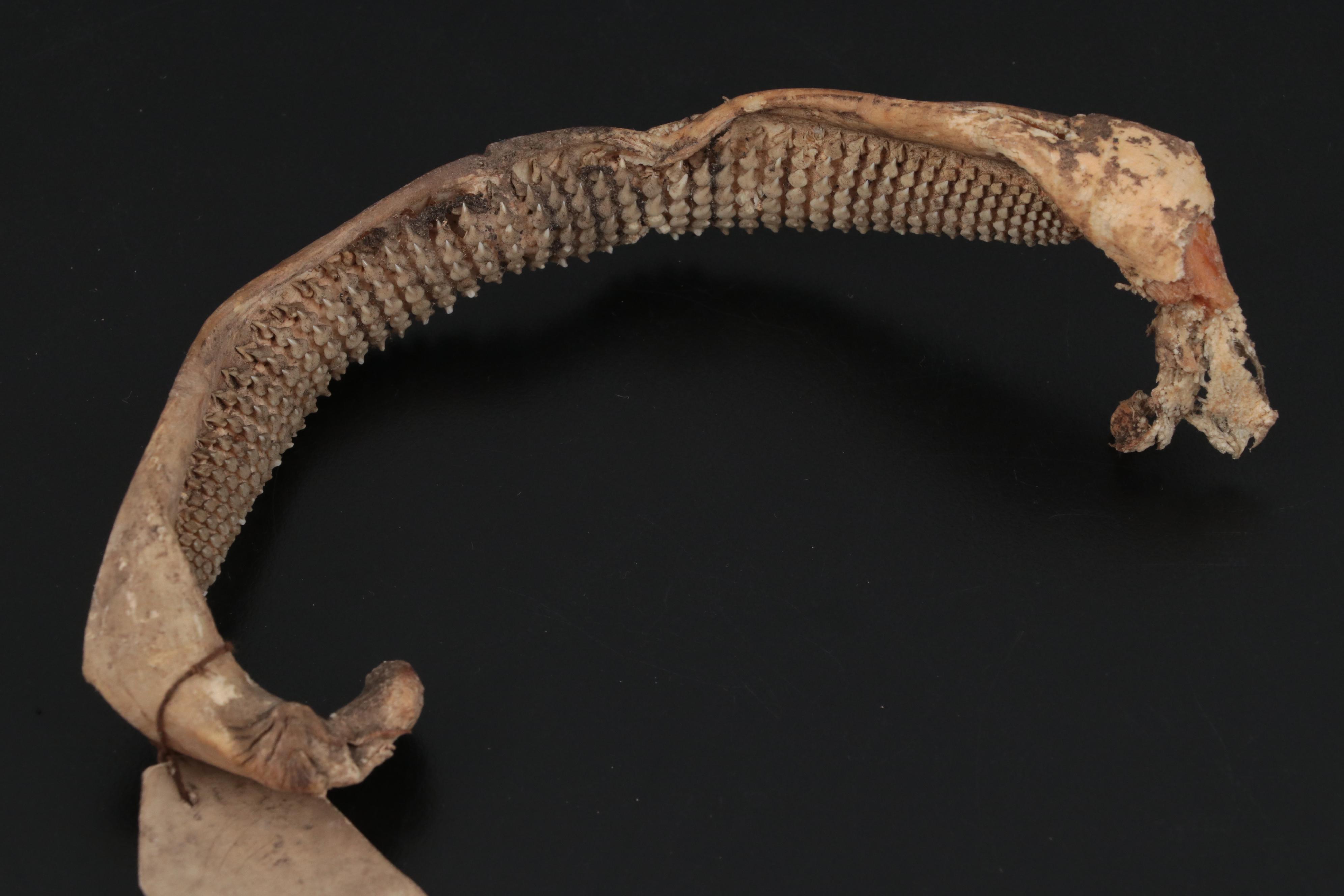 Specimen and Natural History Collection, Late 19th / Early 20th Century