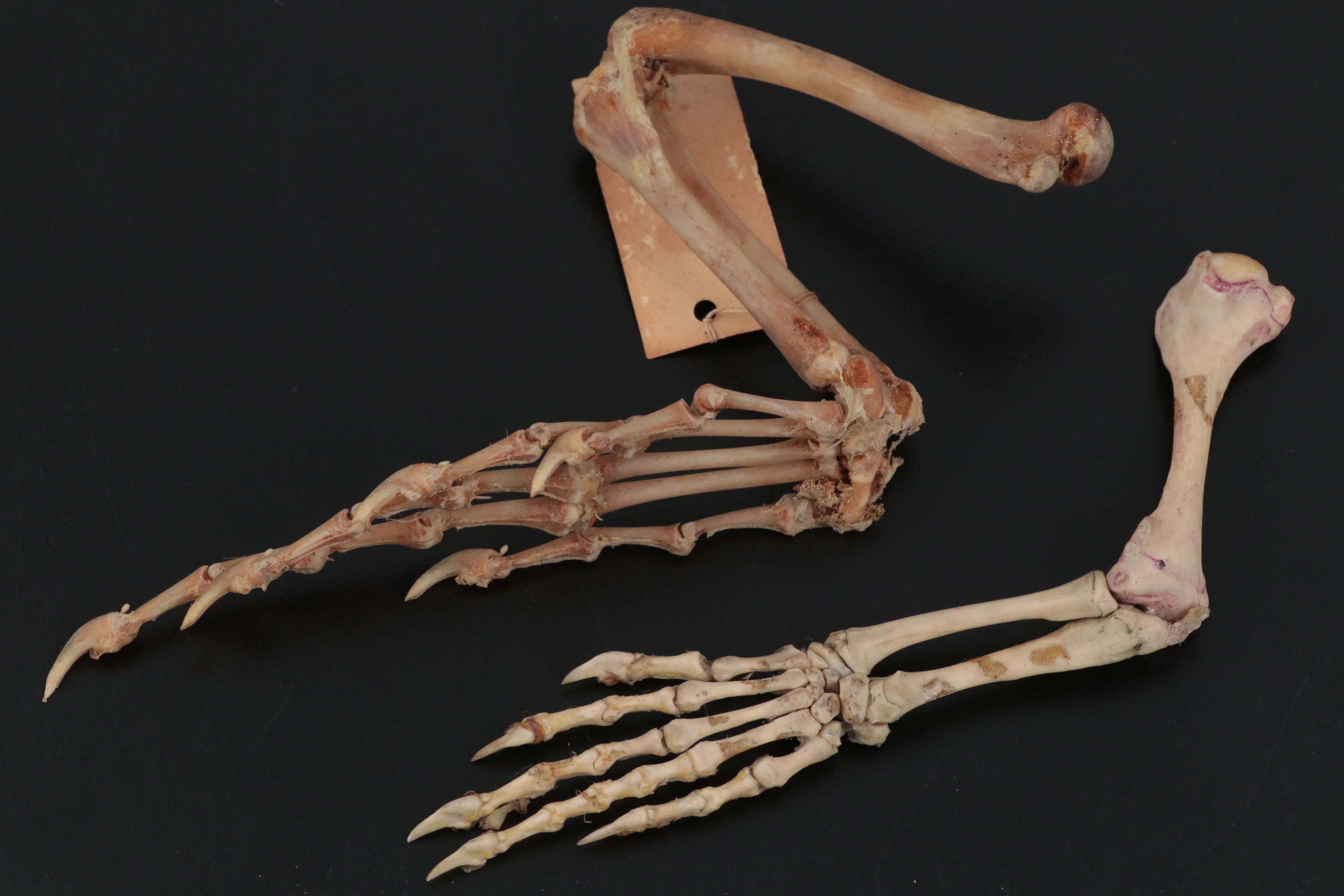 Specimen and Natural History Collection, Late 19th / Early 20th Century